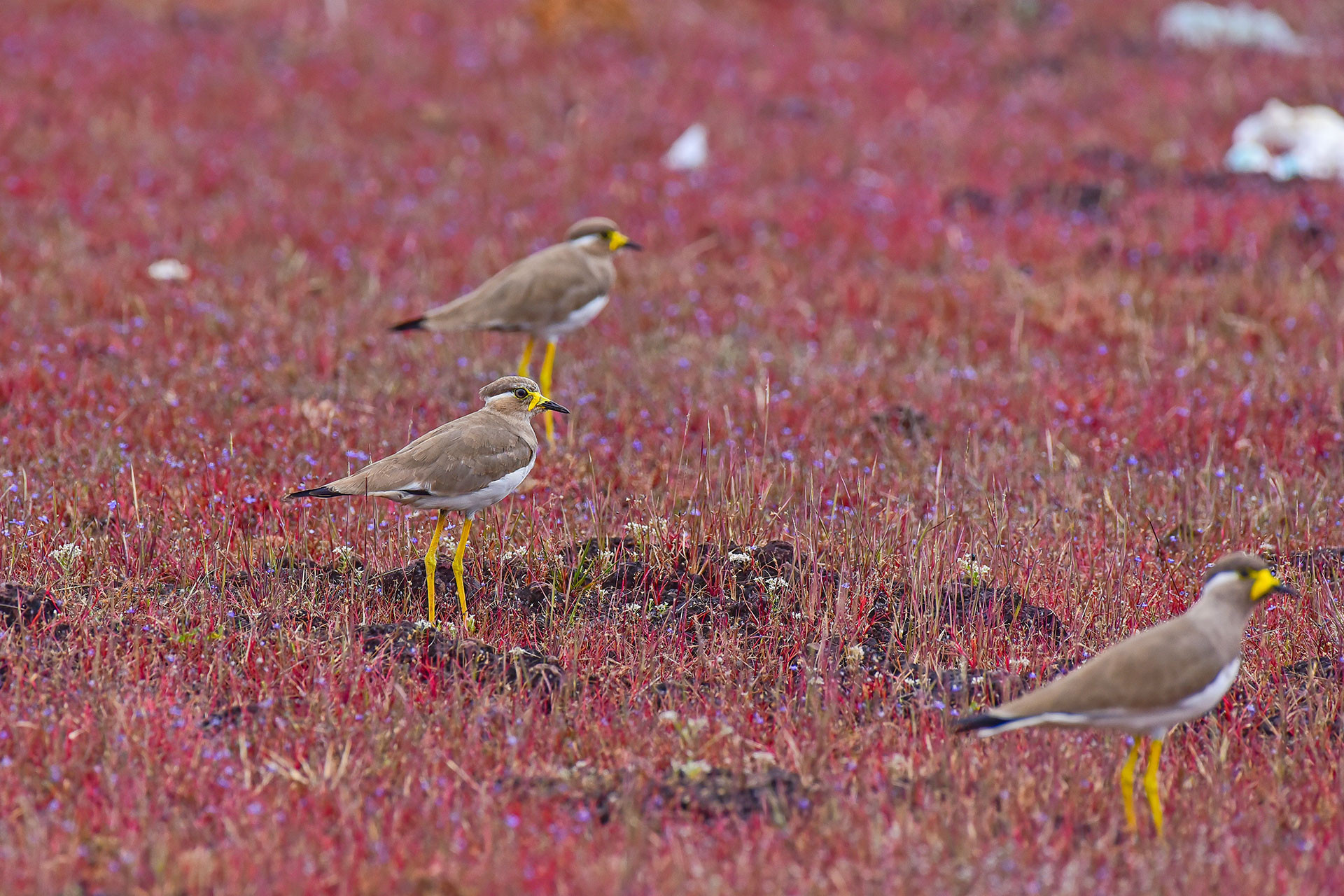 Yellow Wattled Lapwings feeding in a lateritic plateau