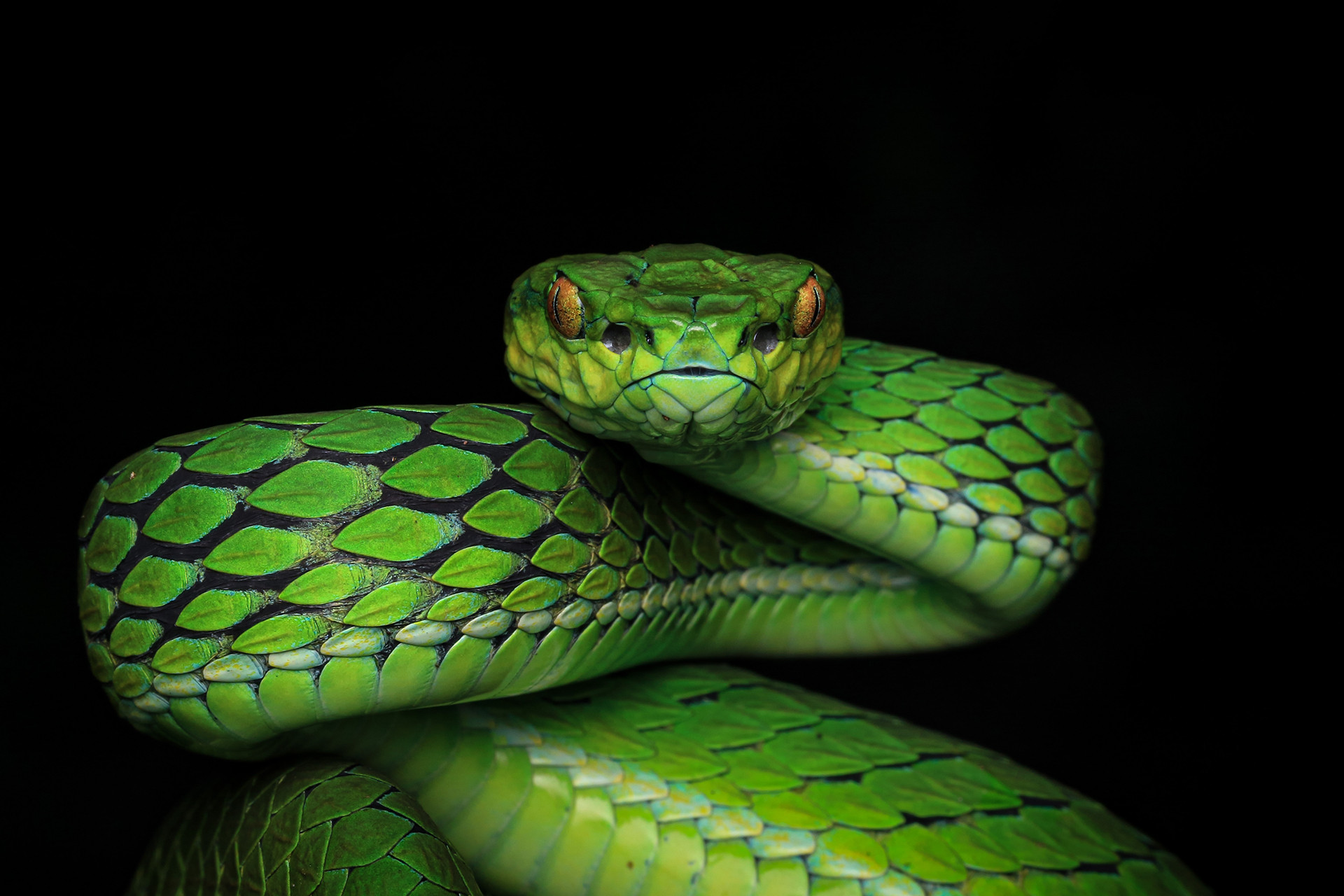 Large-scaled Pit Viper Craspedocephalus macrolepis