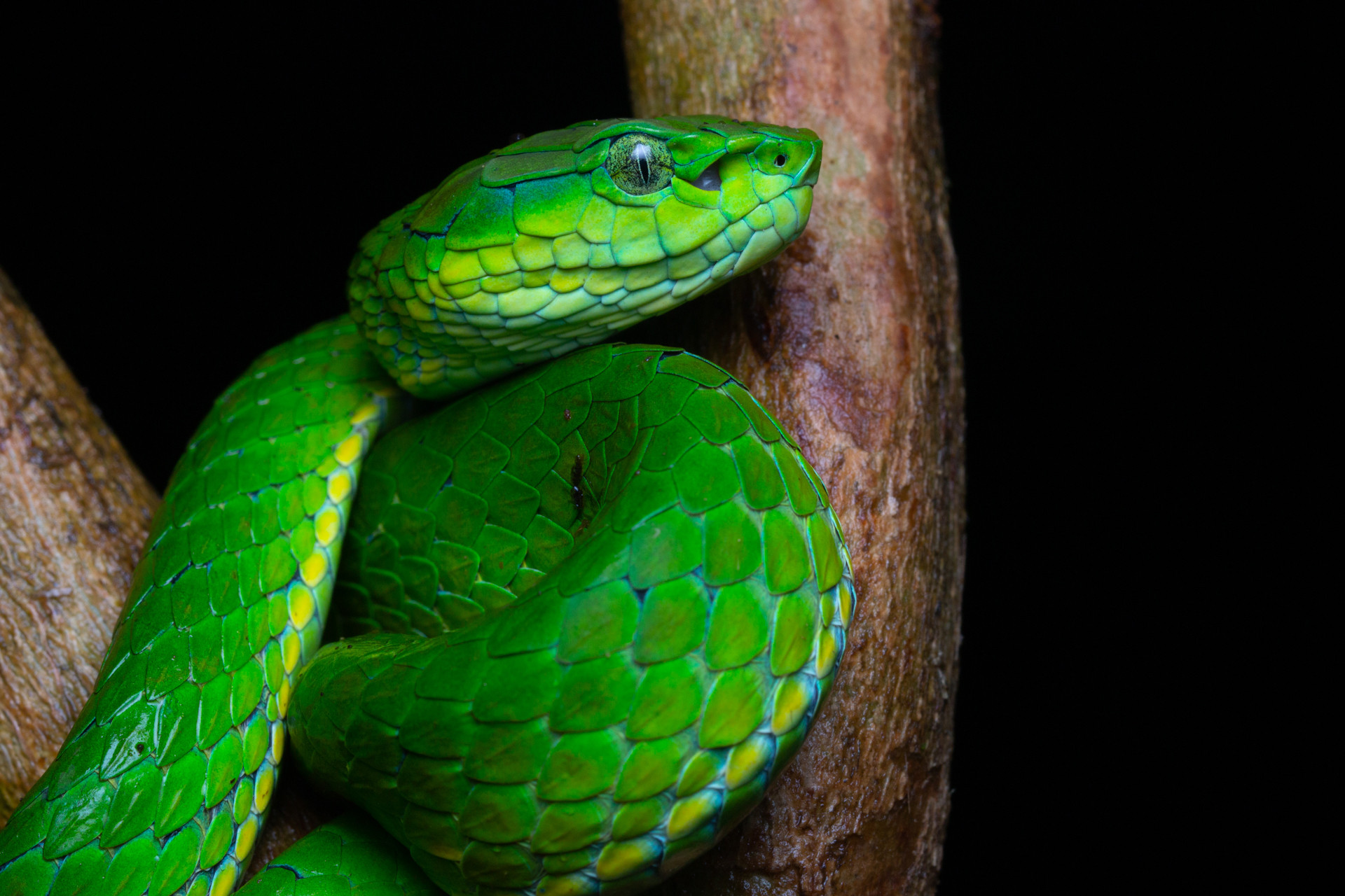 Large-scaled Pit Viper Craspedocephalus macrolepis