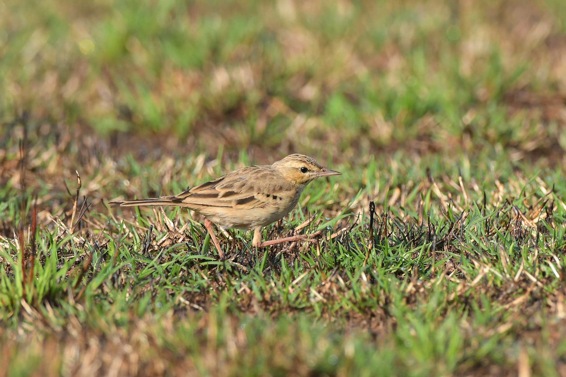 Tawny Pipit migratory bird feeding in a lateritic meadow