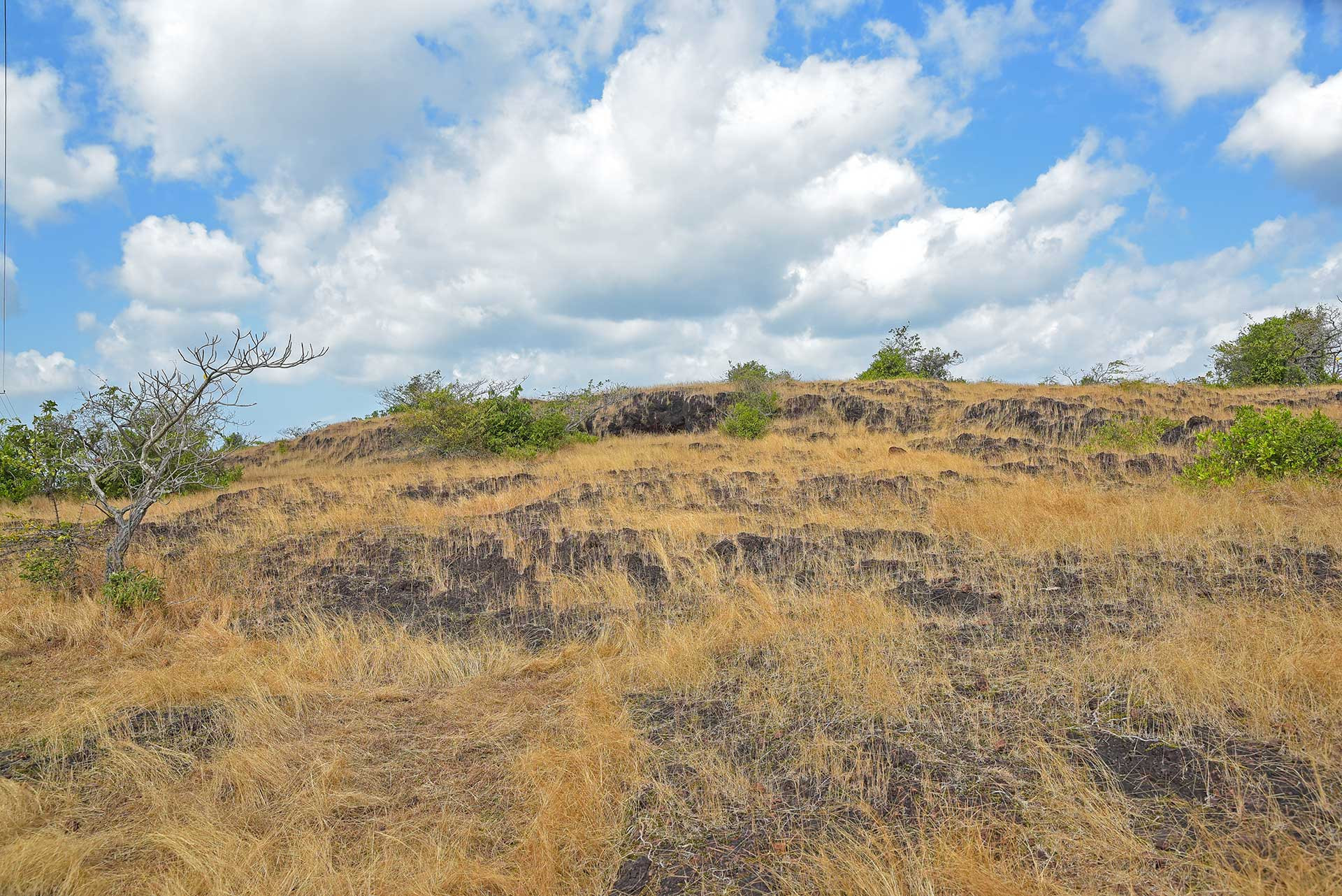 Laterite Grassland Habitat in the summer at Perra Hills in Mangalore