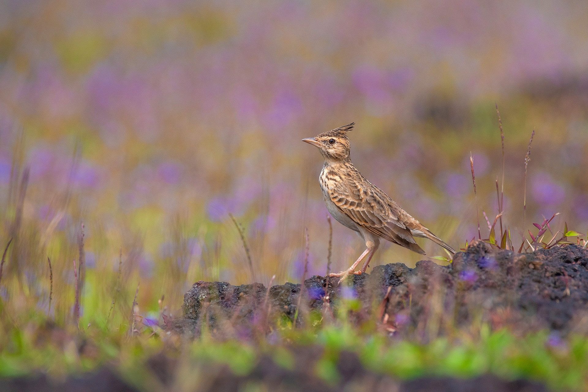 Malabar Lark Galerida malabarica in a lateritic grassland