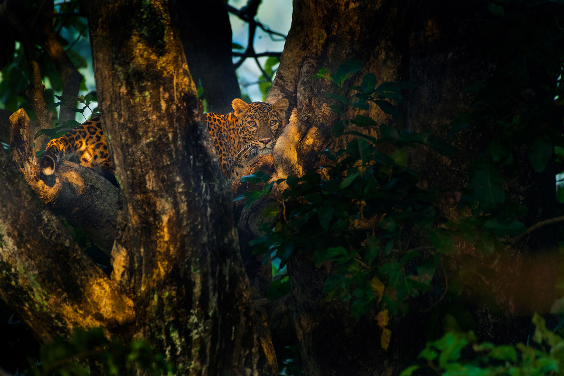      Leopard F on a tree MKH      NWK | Nature Infocus