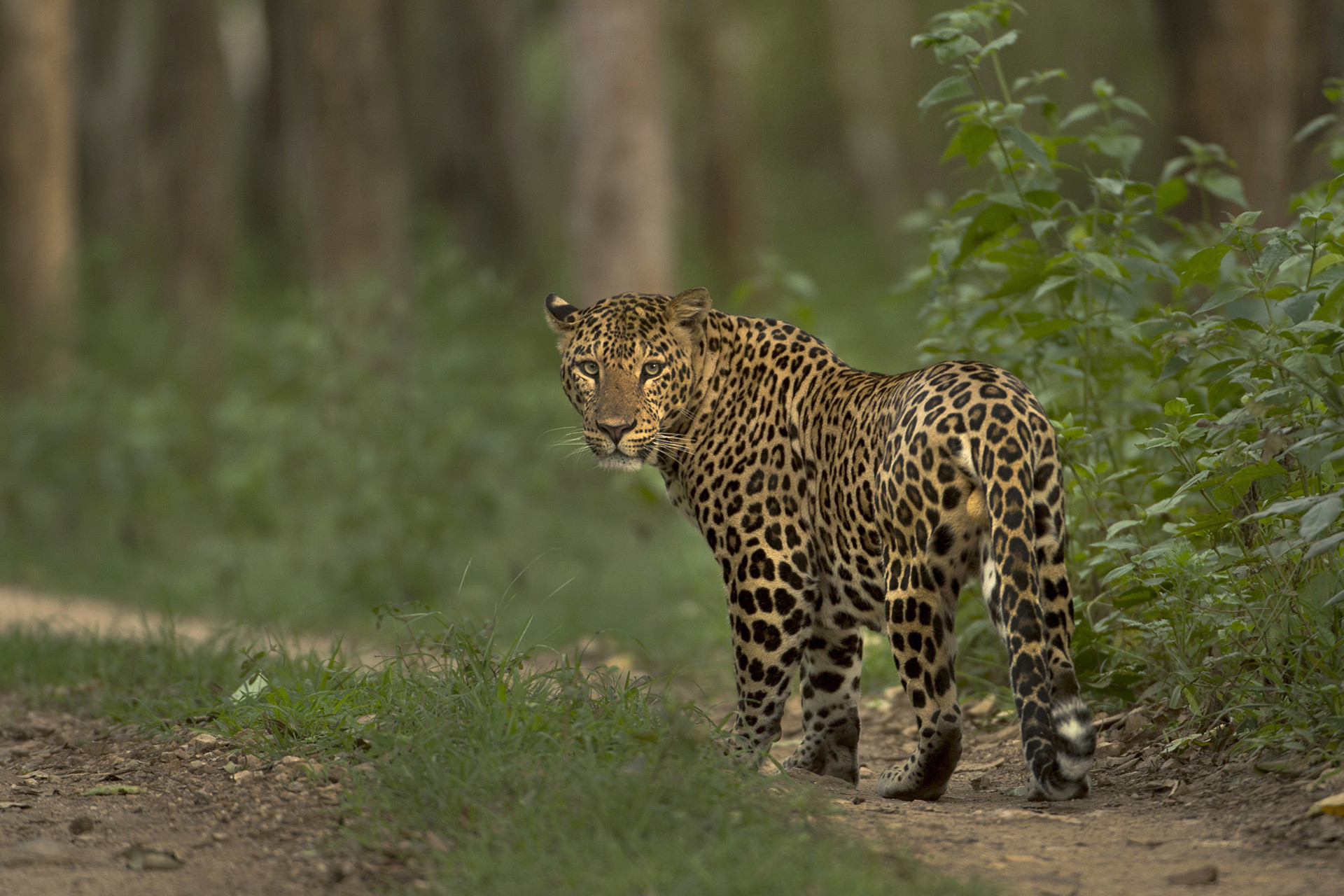 Leopard kv - Paying Attention To The Rosette In India | Nature inFocus