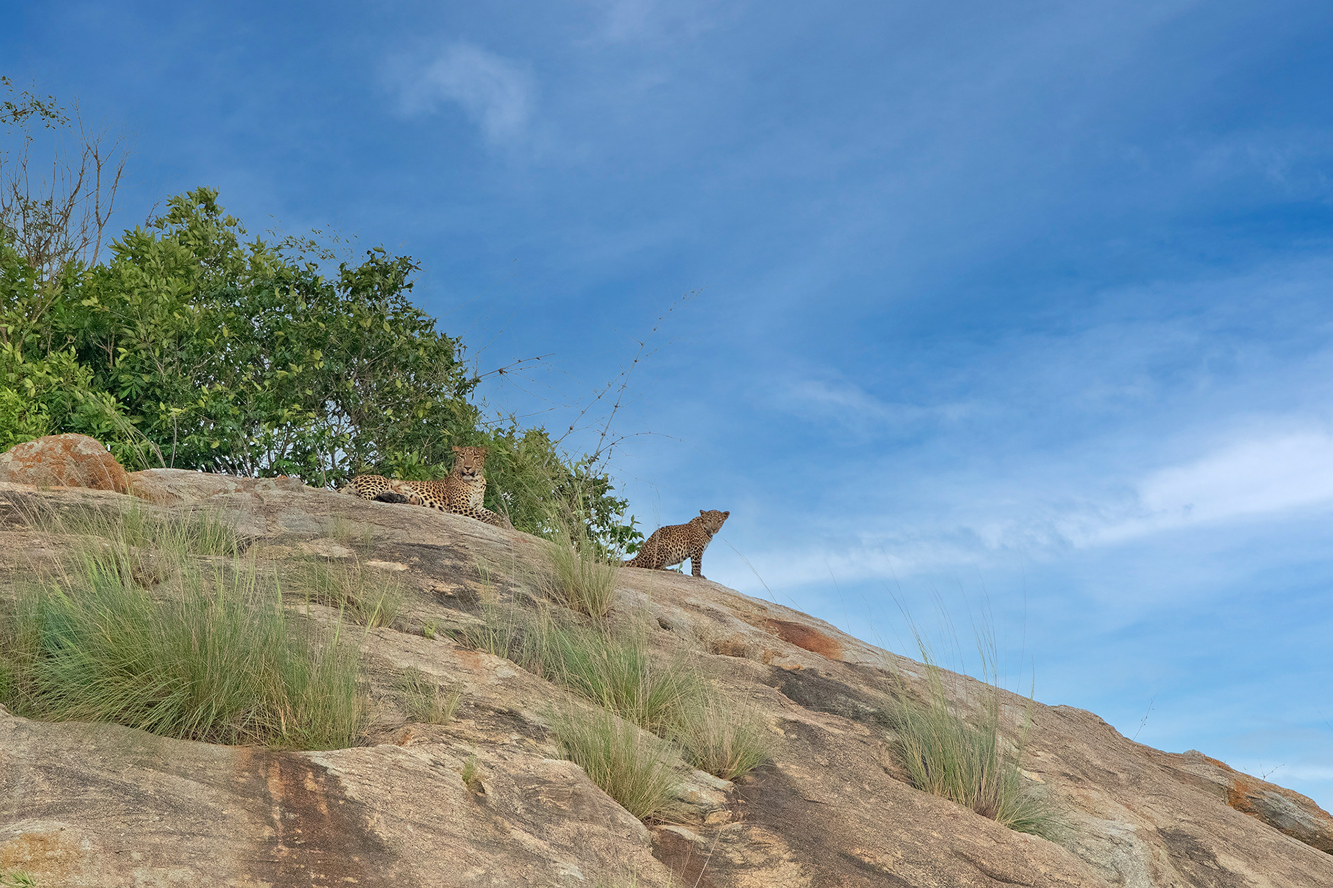 Leopard nif - Where Leopards Are A Pedal Away | Nature inFocus