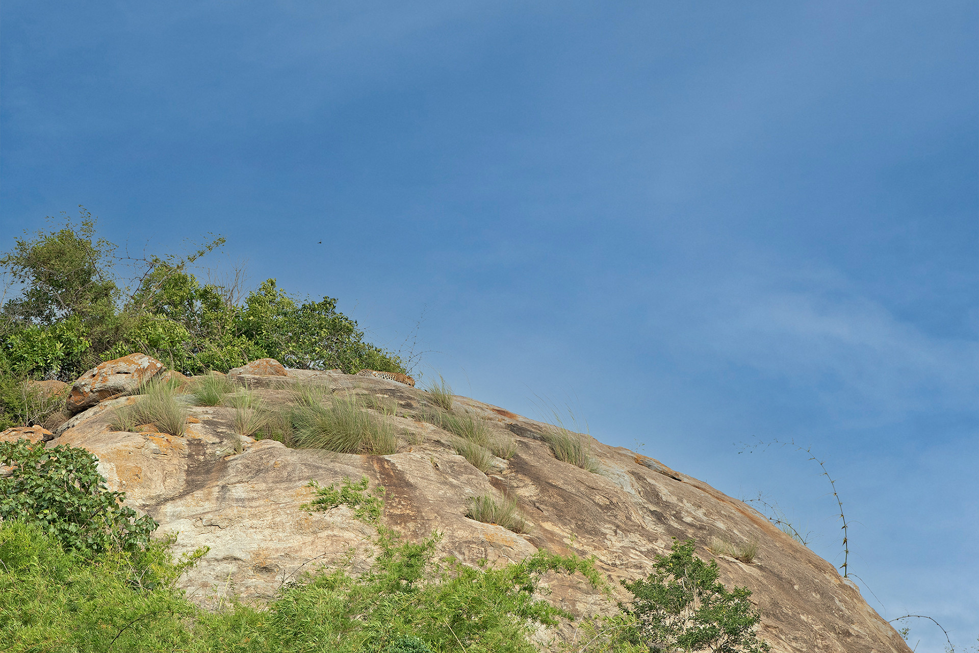 Leopard nif - Where Leopards Are A Pedal Away | Nature inFocus