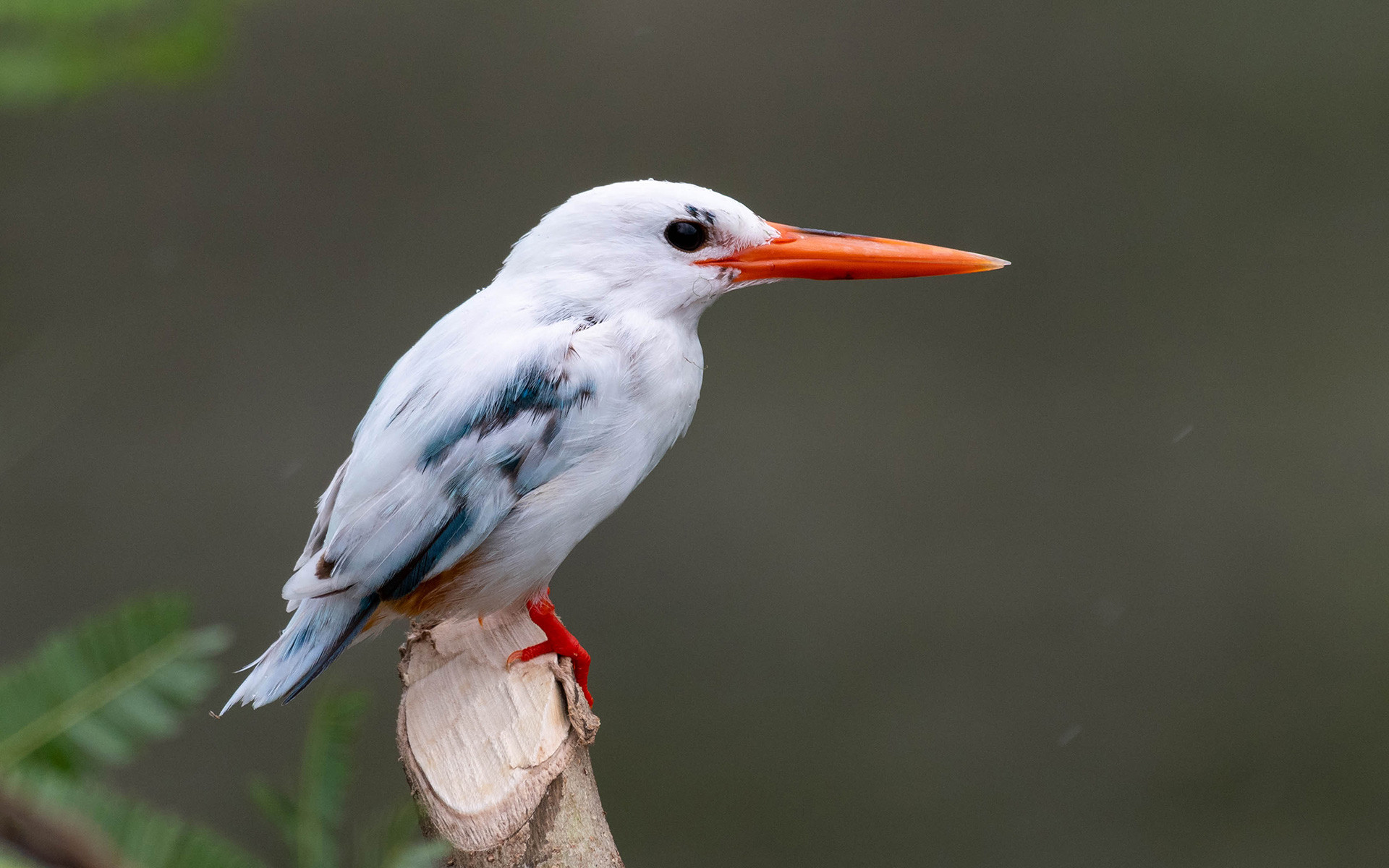 Leucistic Common Kingfisher
