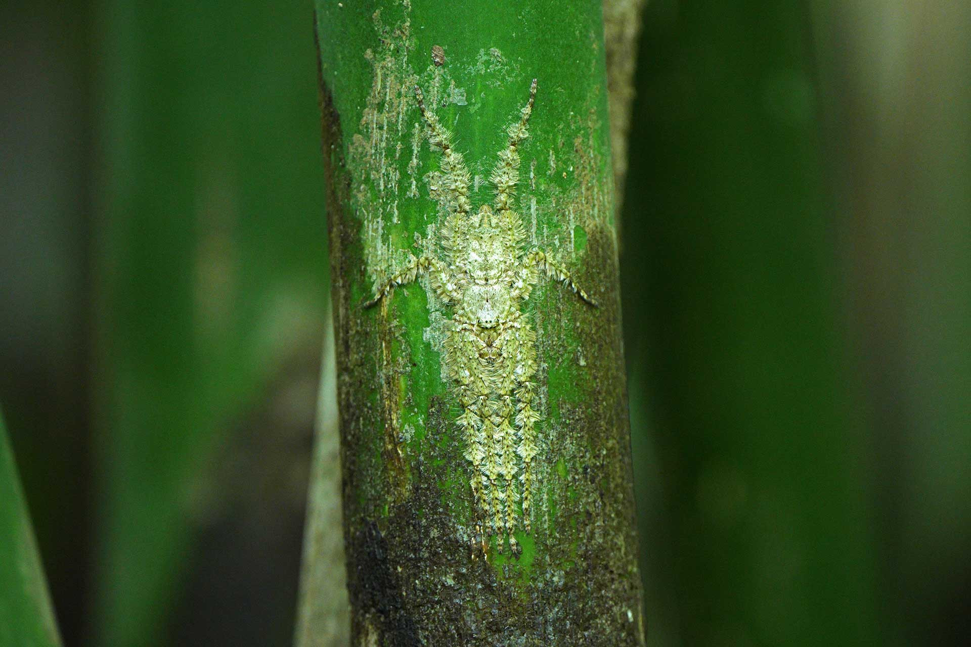 Lichen Huntsman (Pandercetes sp.) | Nature inFocus