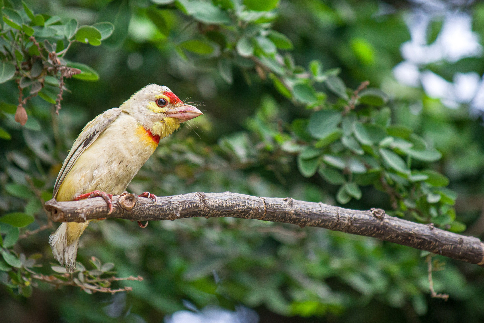 Leucistic Coppersmith Barbet