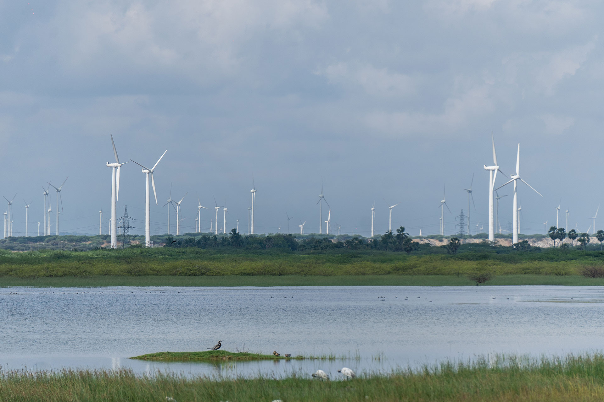 Wind farm near a wetland | Nature inFocus
