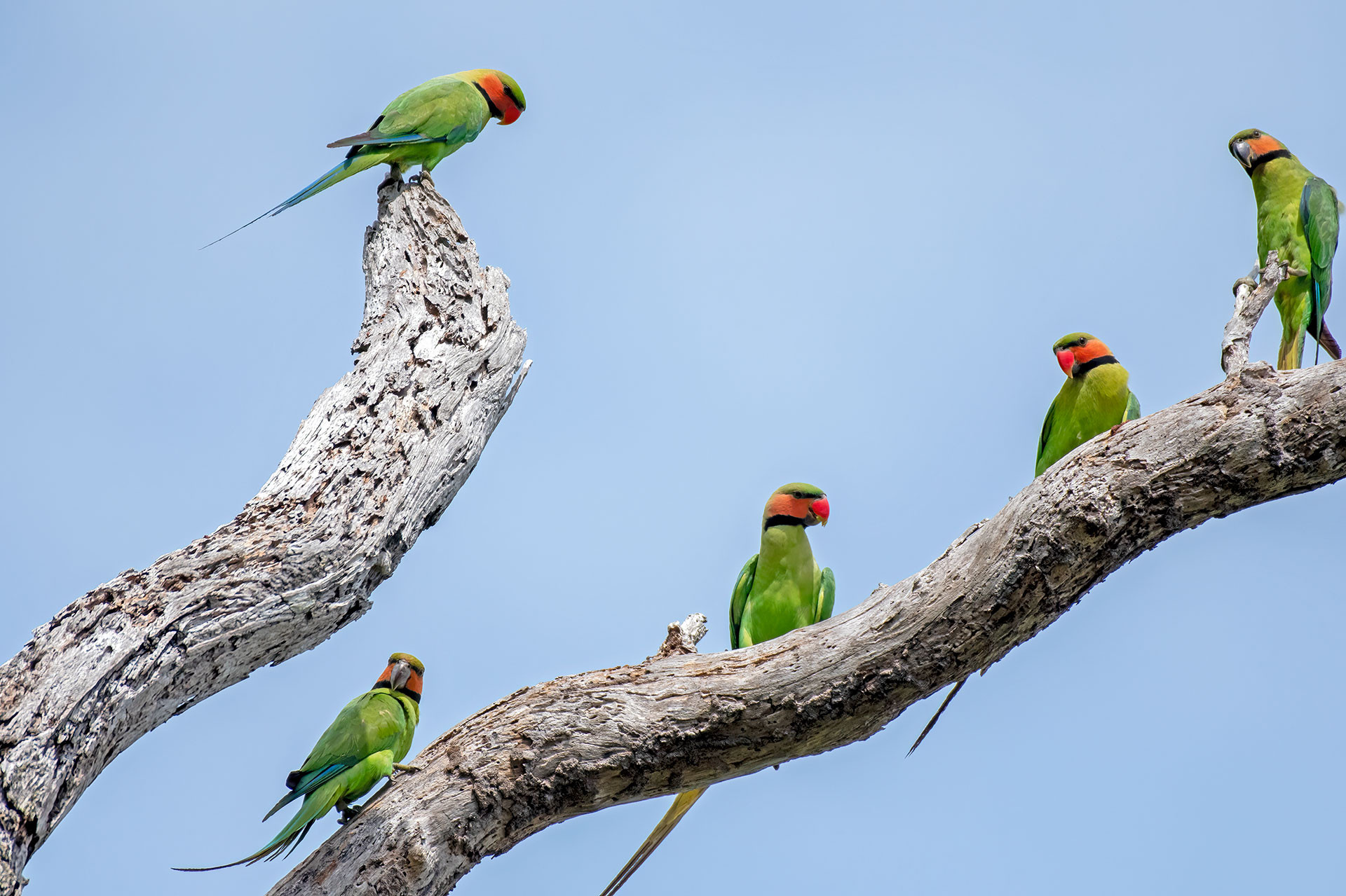 Long-tailed Parakeet Psittacula longicauda in Galathea National Park, Nicobar