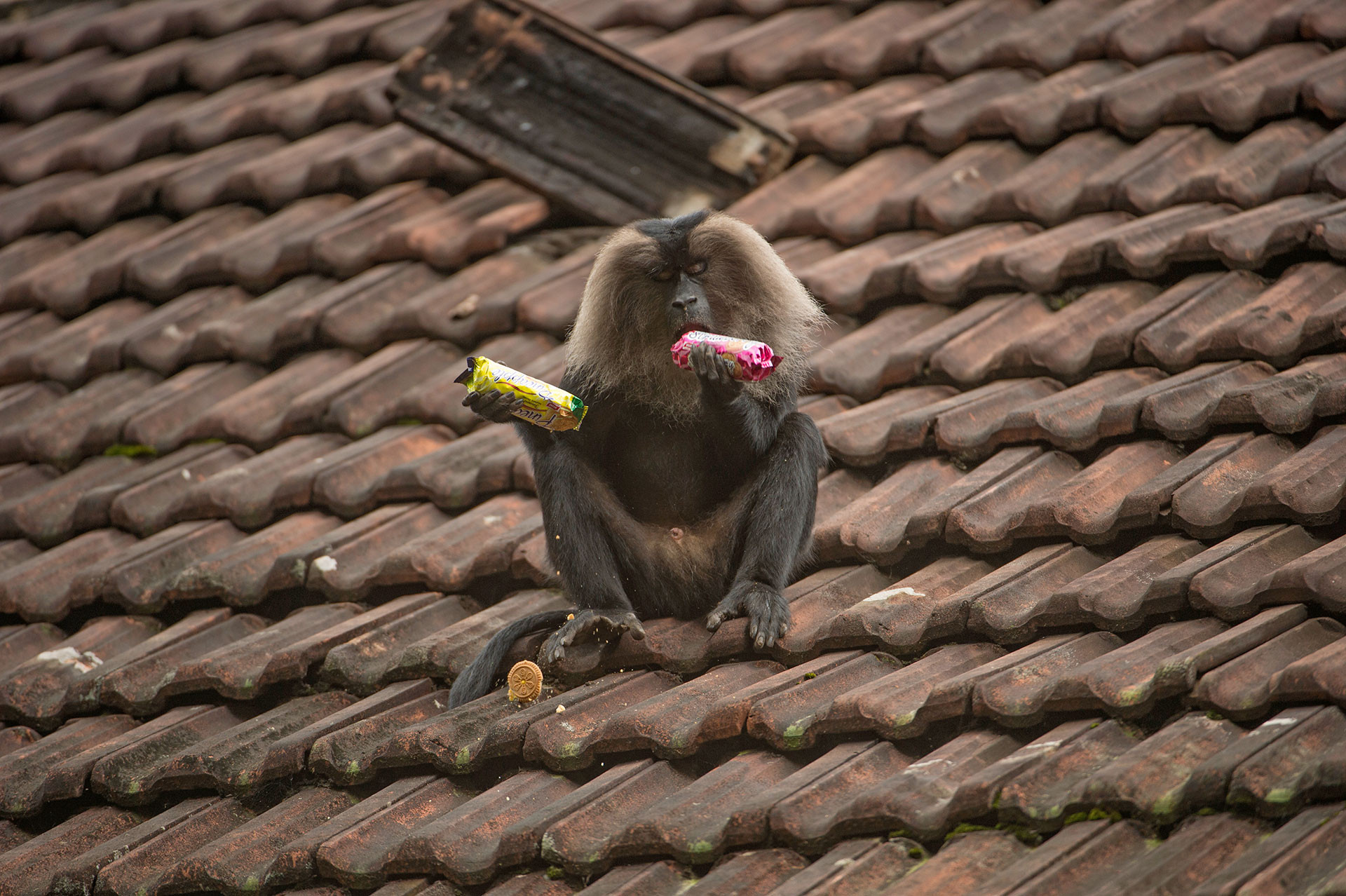 Lion-tailed Macaque feeding on biscuits in Valparai