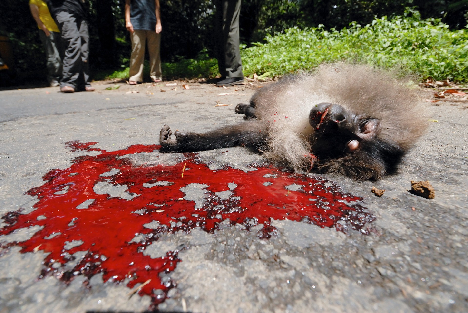 Ltm roadkill kalyan varma - Quick Five: Shekar Dattatri | Nature inFocus