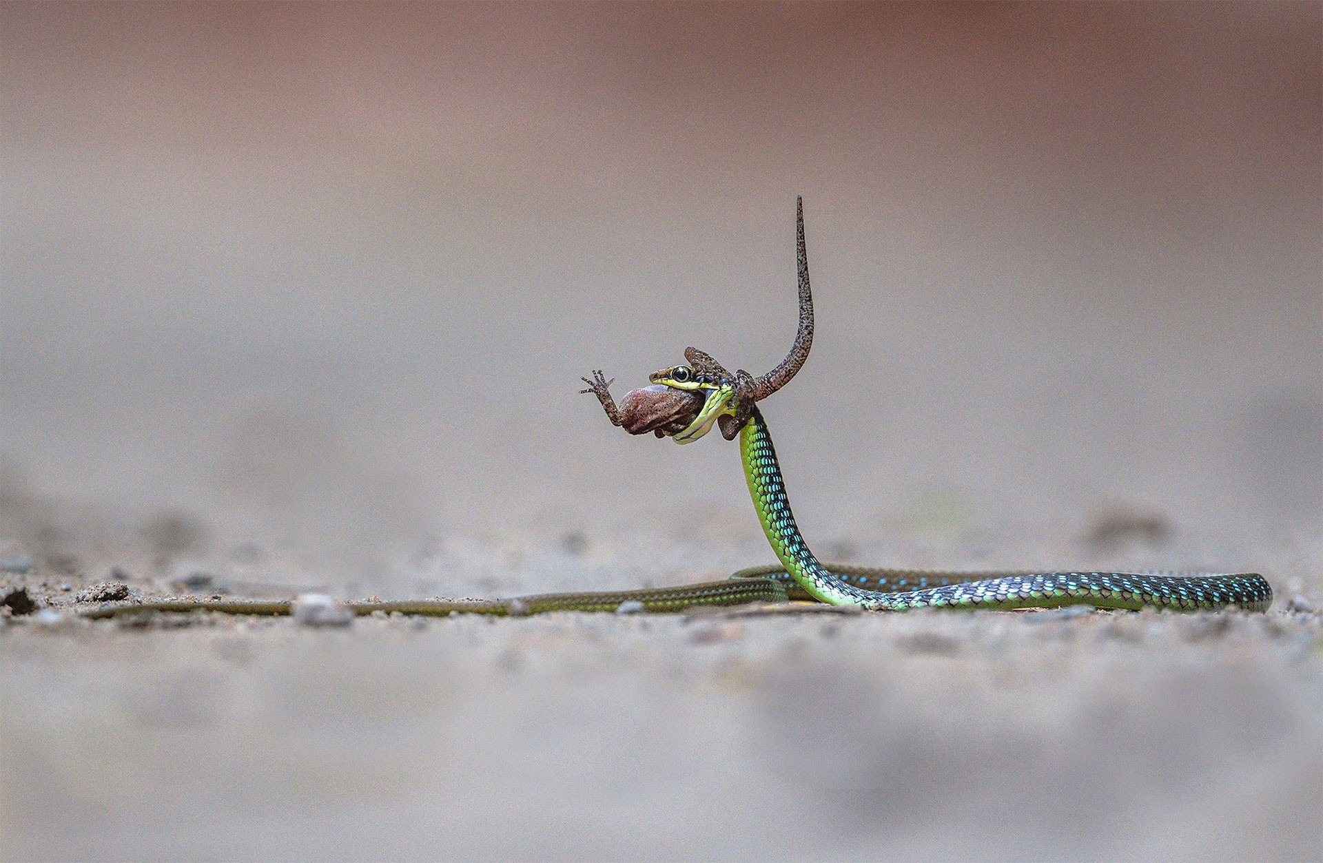 Wall's Bronzeback Snake hunting and feeding on a frog
