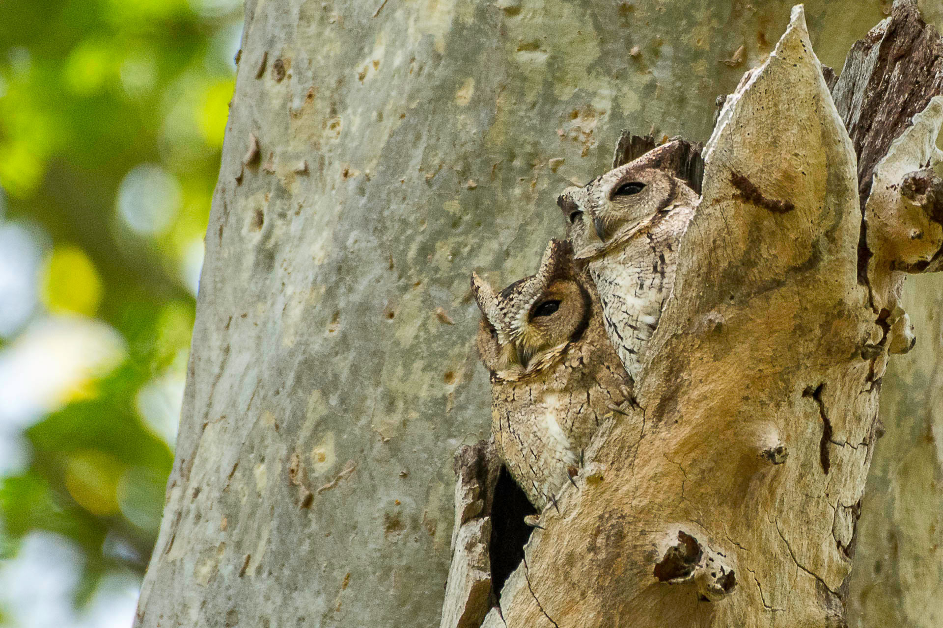 A pair of Indian Scops Owls perched on a tree