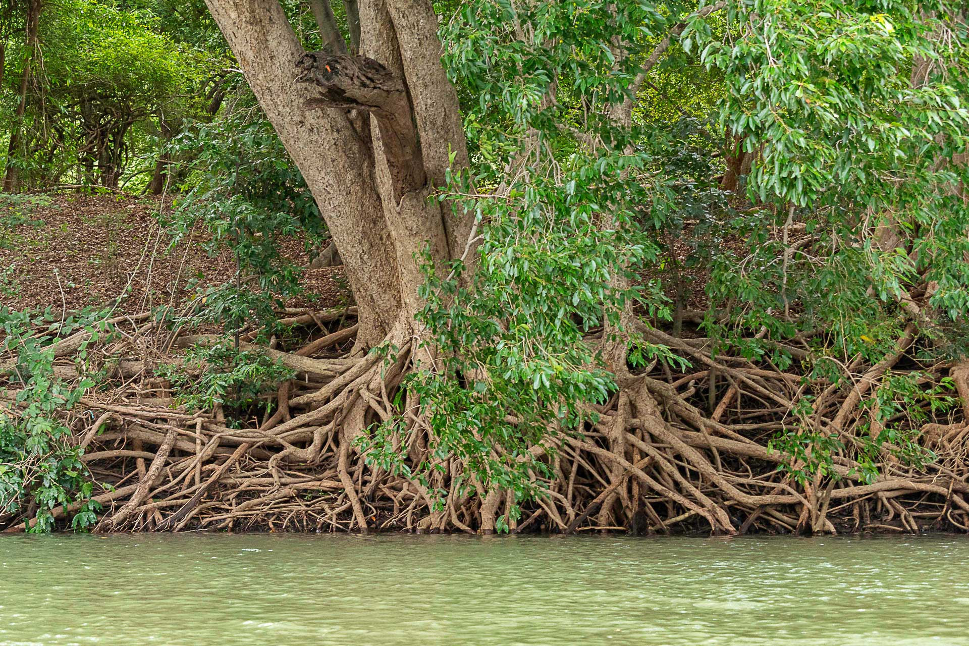 large buttress and roots of Arjuna Tree Terminalia arjuna on the banks of River Cauvery