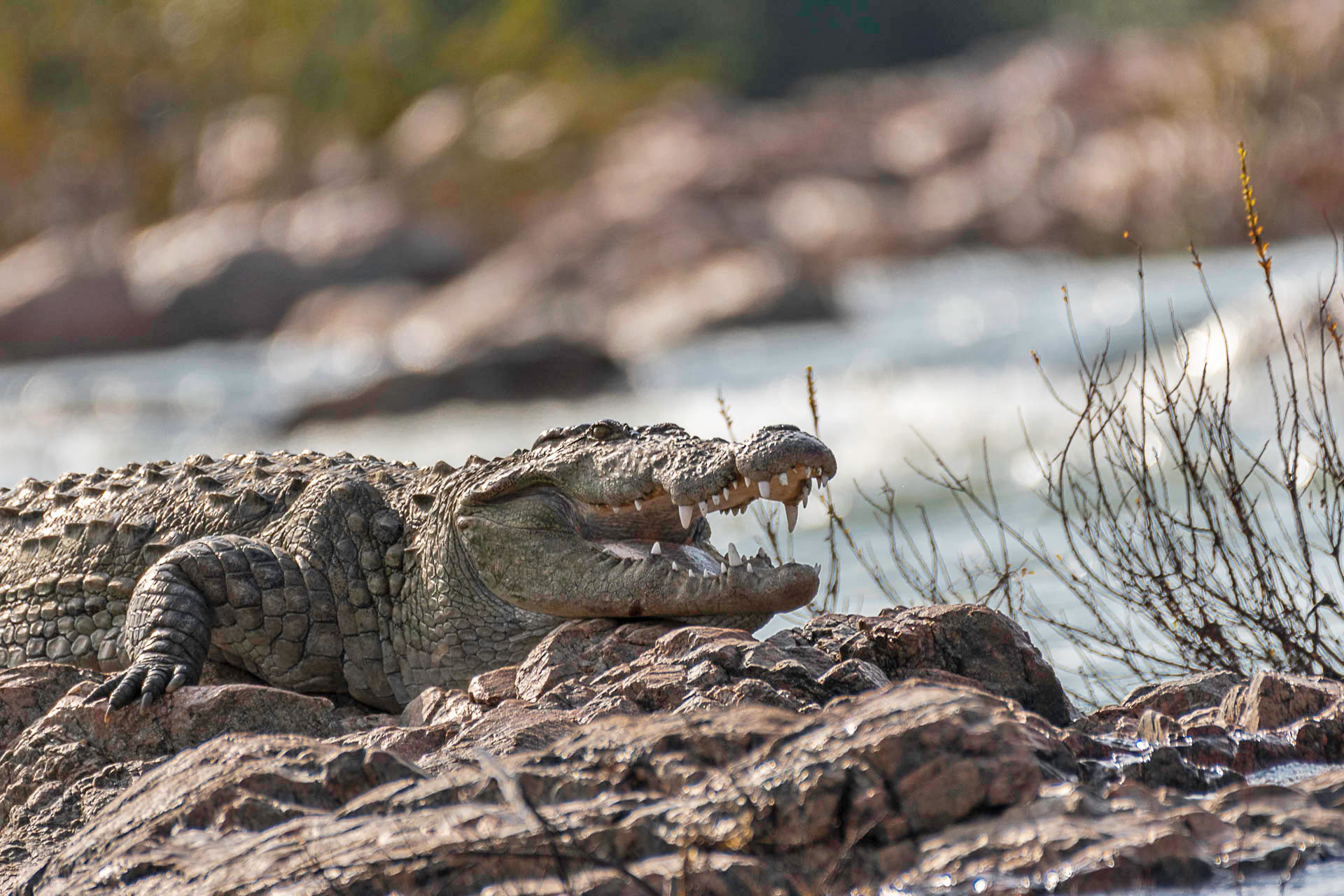 Mugger or Marsh Crocodile in River Cauvery