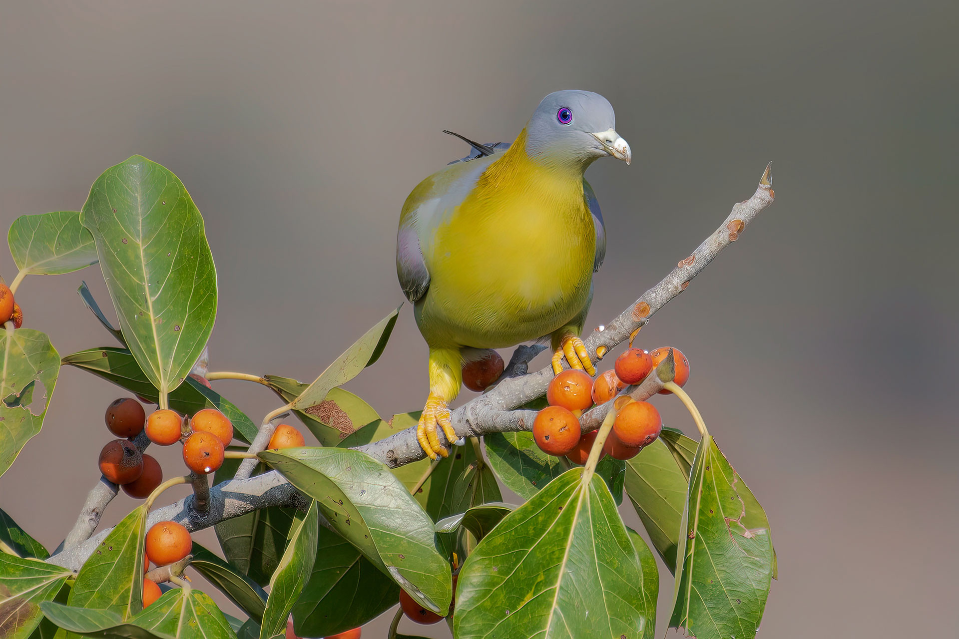 Yellow-footed Green-Pigeon (Treron phoenicopterus) | Nature inFocus