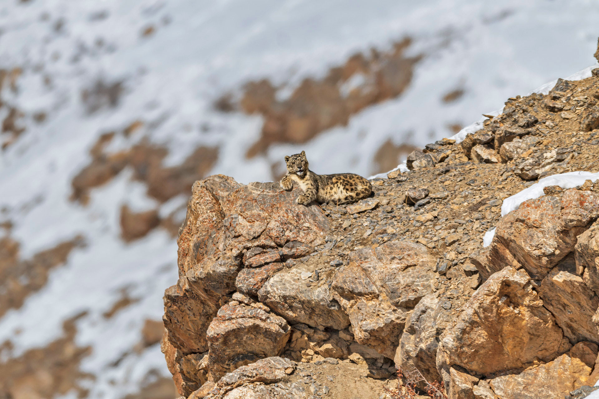 Snow Leopard camouflage