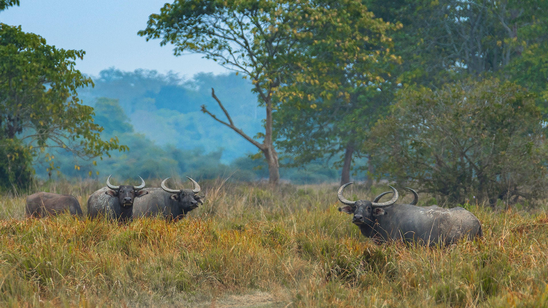Wild Water Buffalo herd in Kaziranga National Park, Assam