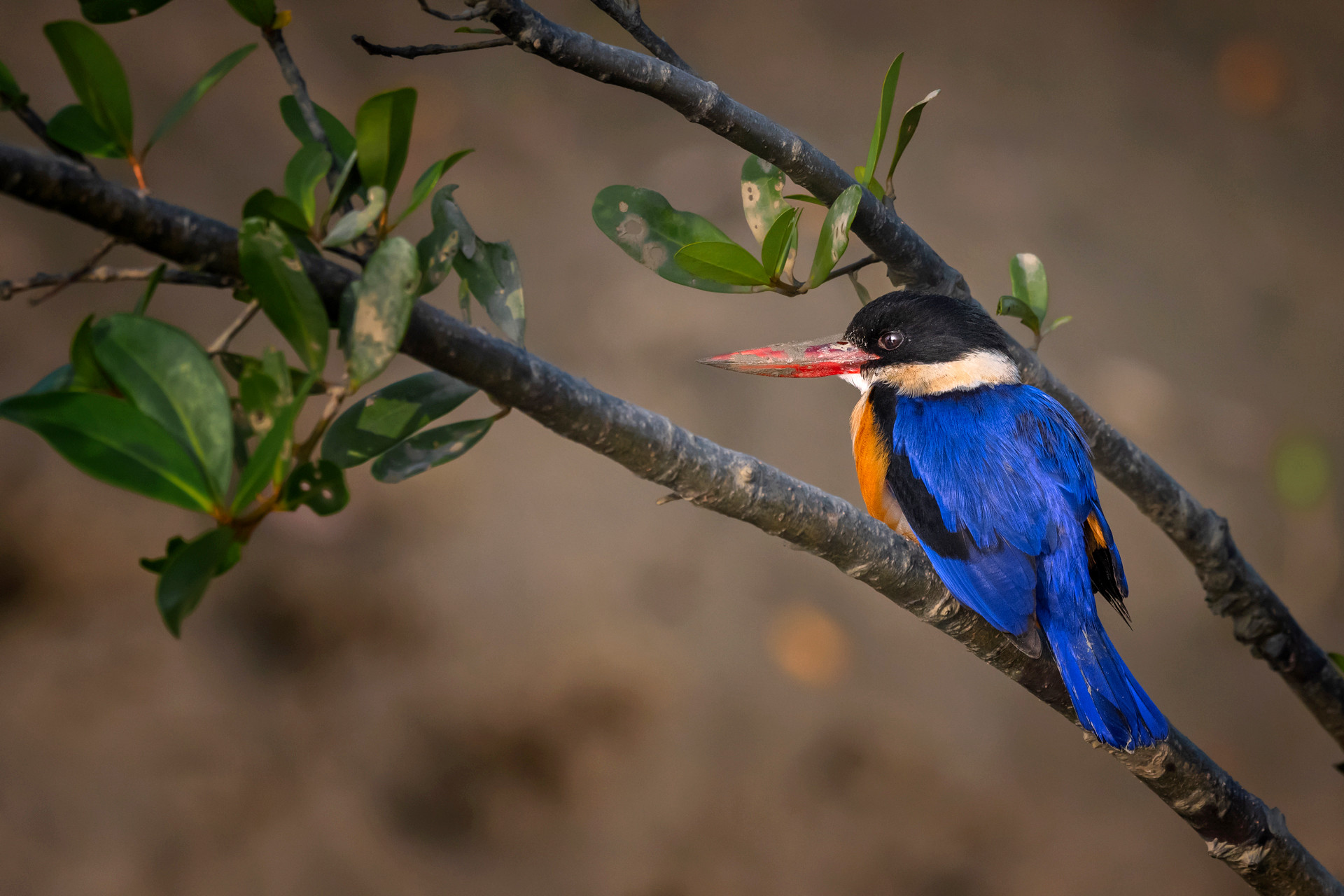 Black-capped Kingfisher Halcyon pileata in Sunderbans National Park