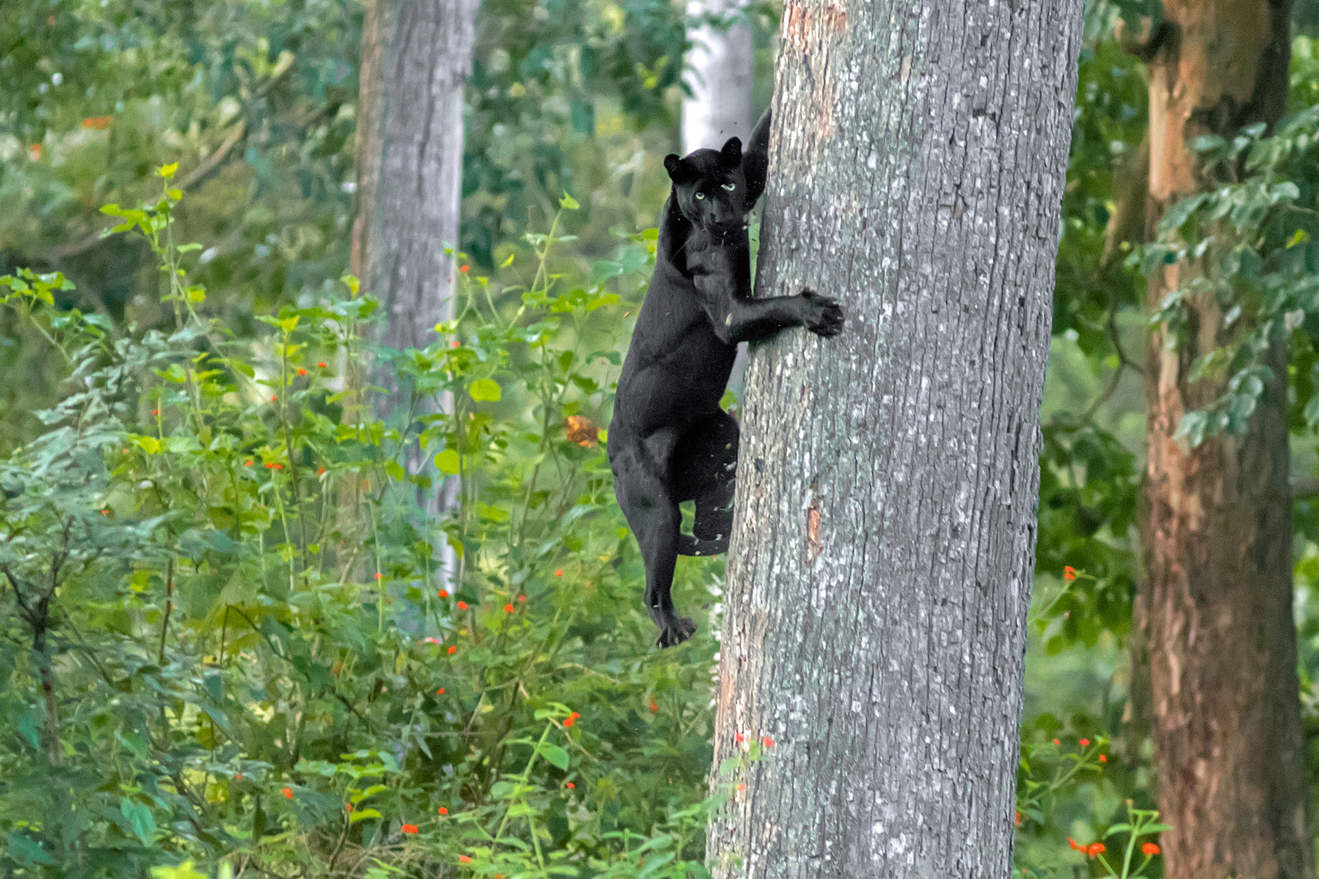 Mainak ray - 10 Things You Need To Know About Indian Leopards | Nature inFocus