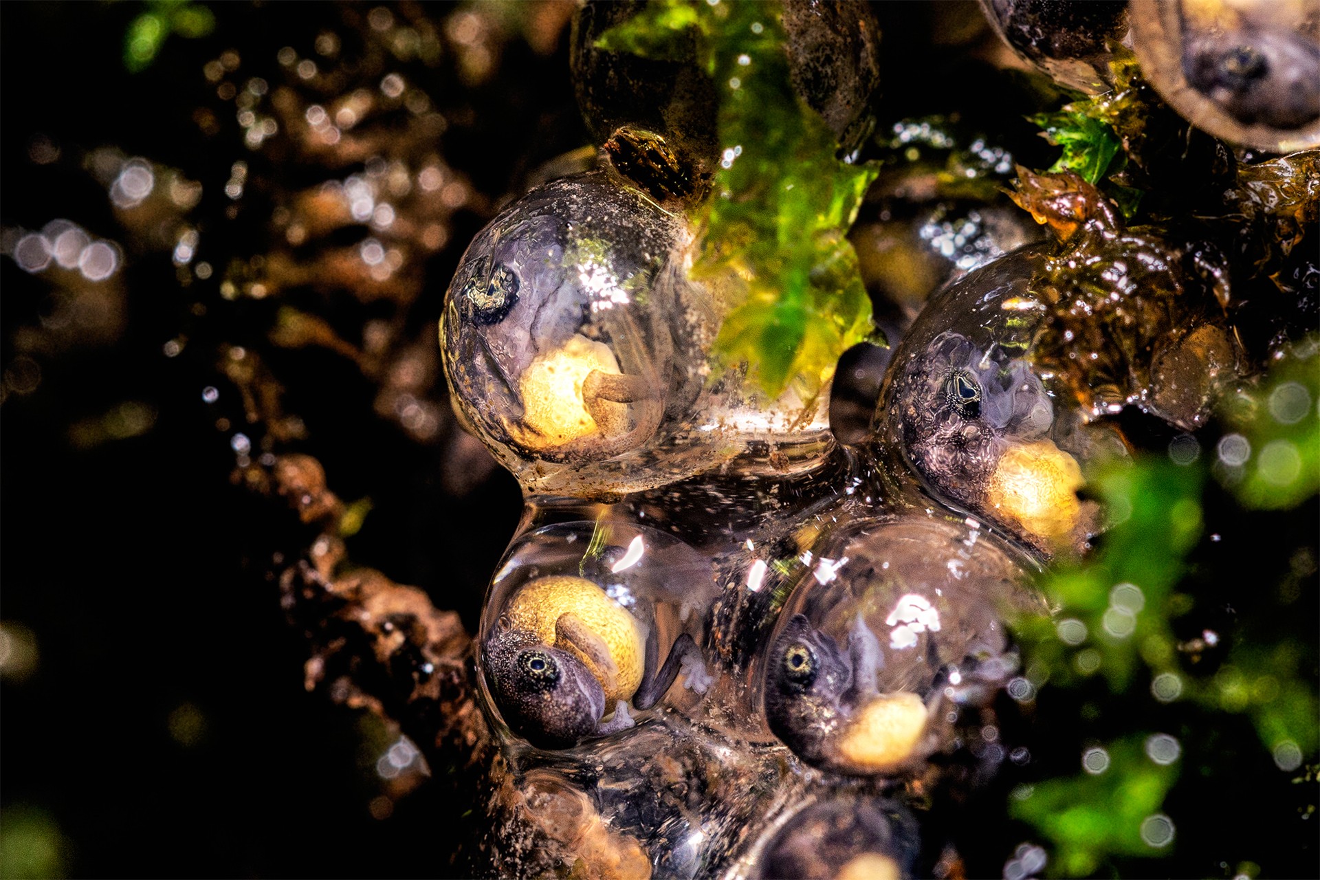 Mainak ray - Macro | Nature inFocus