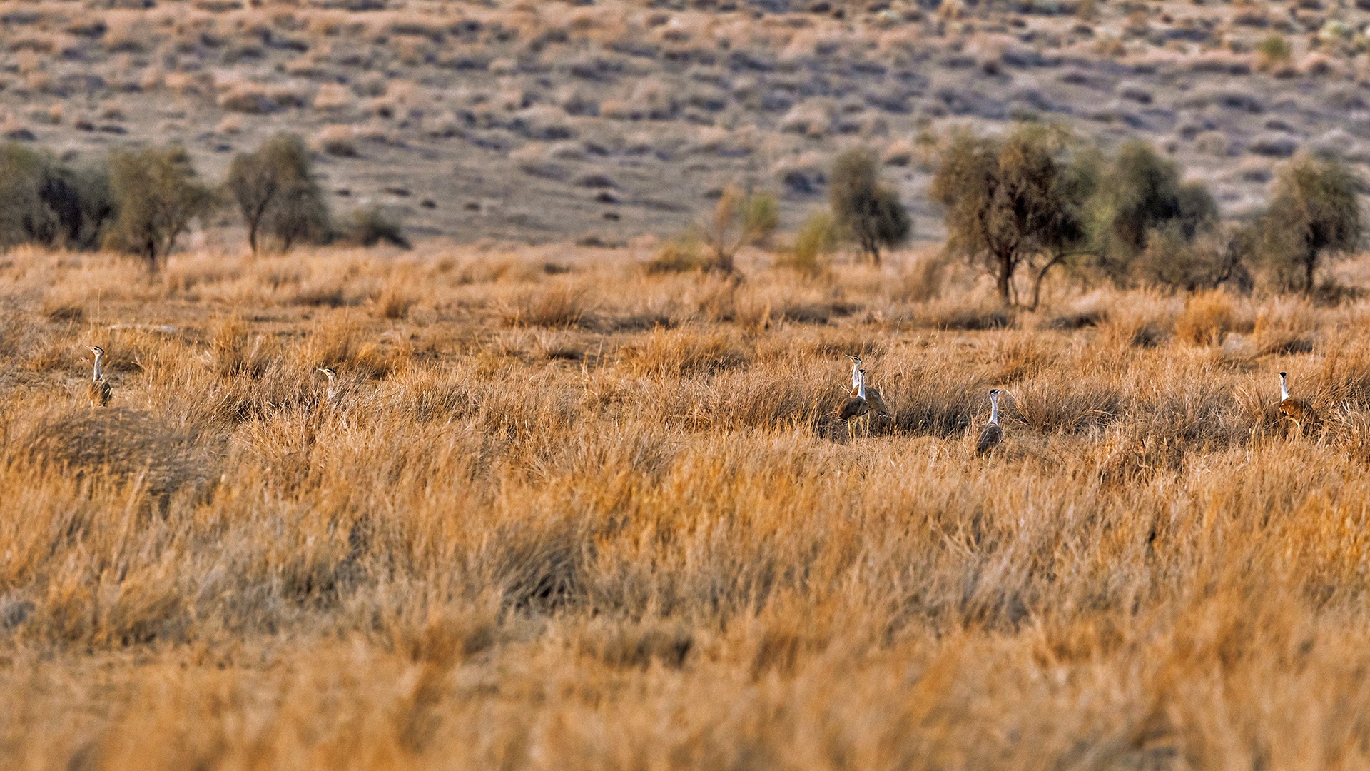 Mainak ray - Grassland Birds | Nature inFocus
