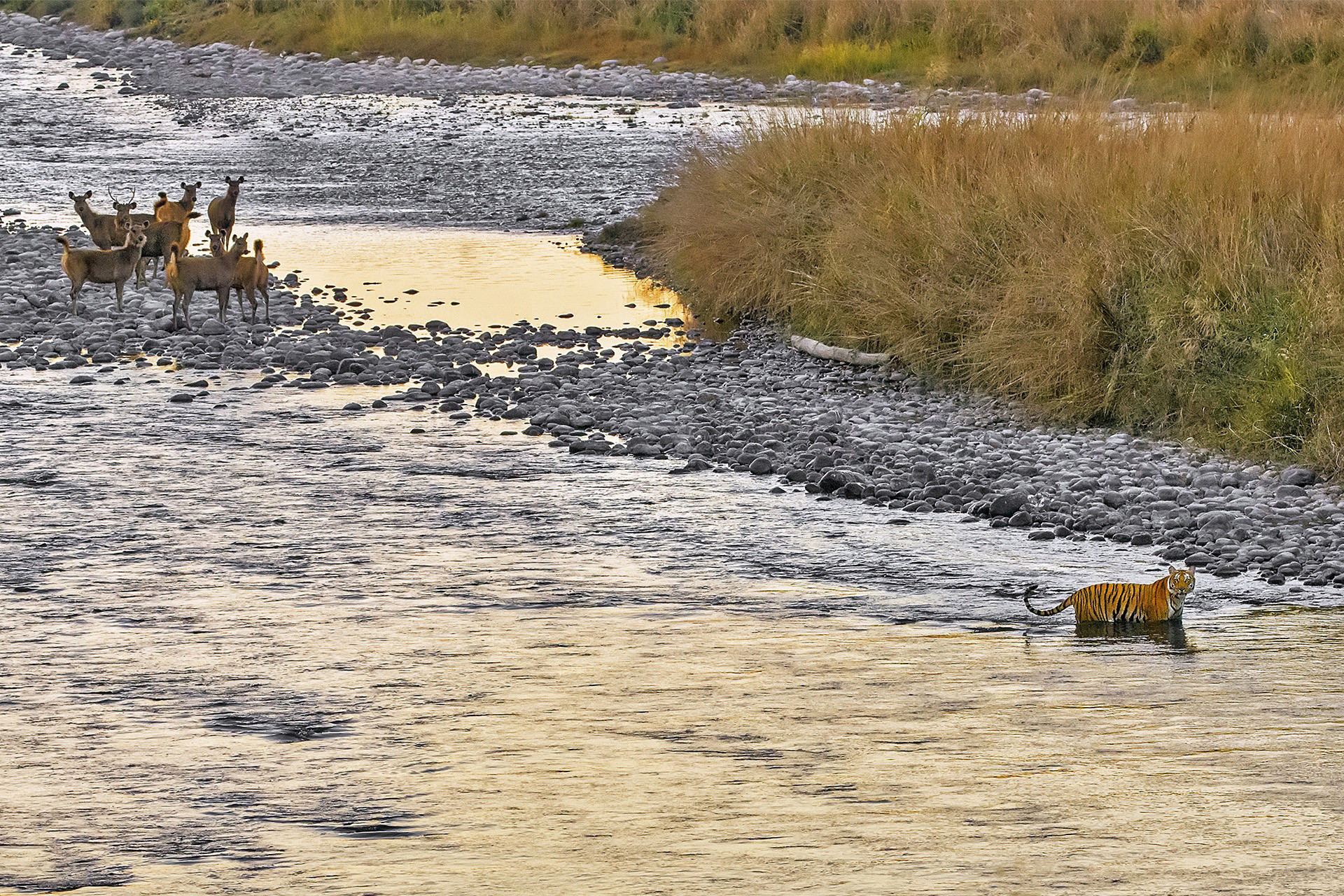 A tiger and Sambar Deer in the river in Corbett National Park