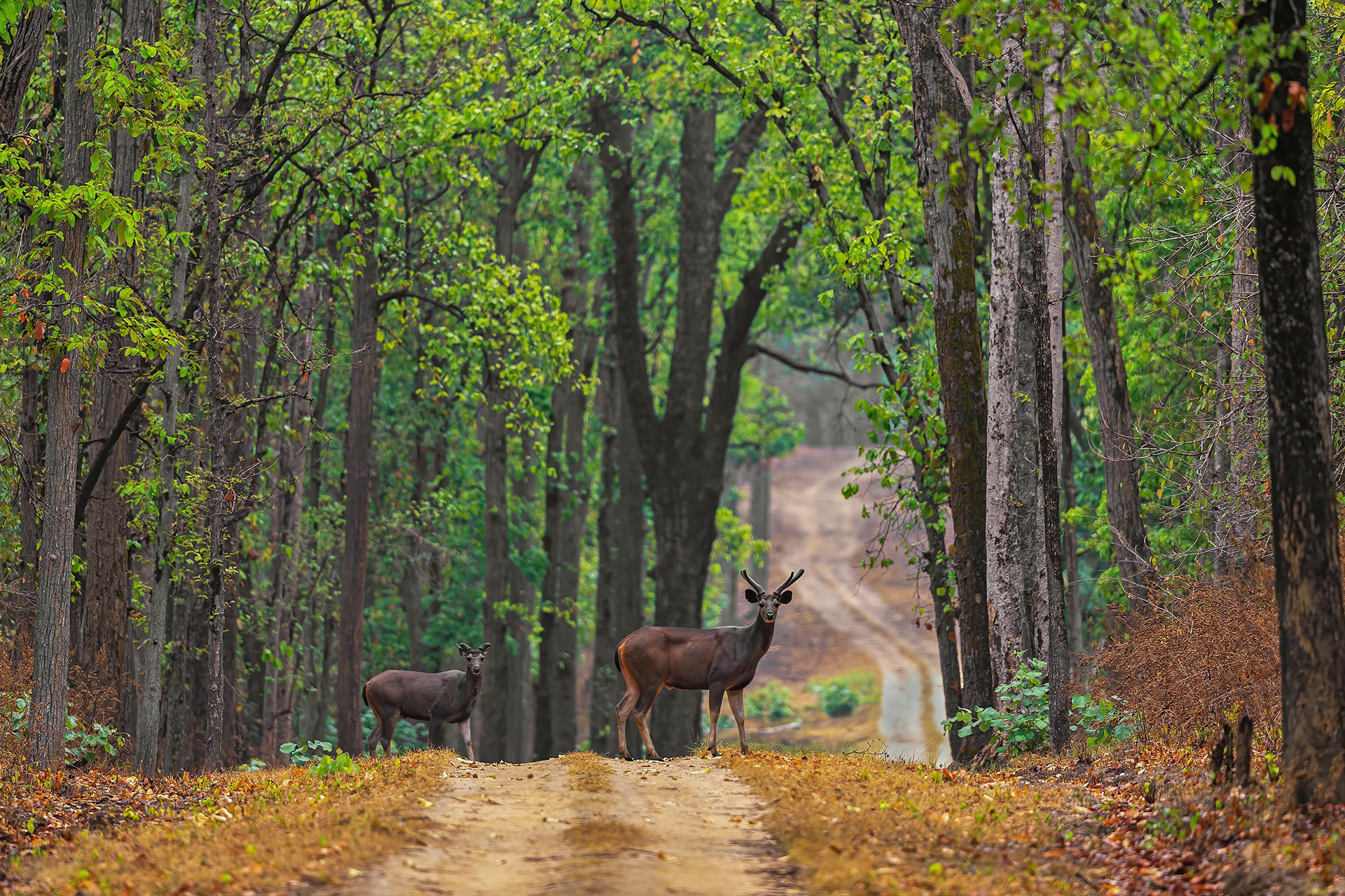 Sambar deer in Kanha Tiger Reserve