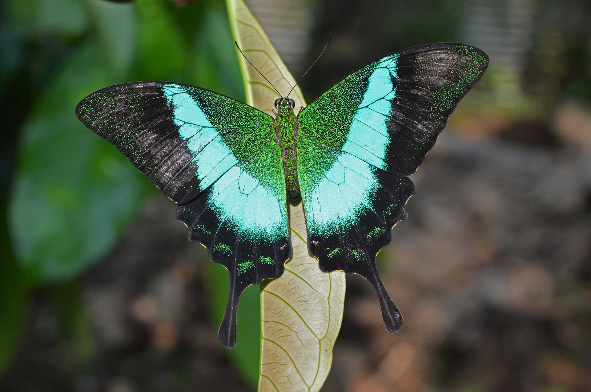 Malabar Banded Peacock (Papilio buddha) | Nature inFocus