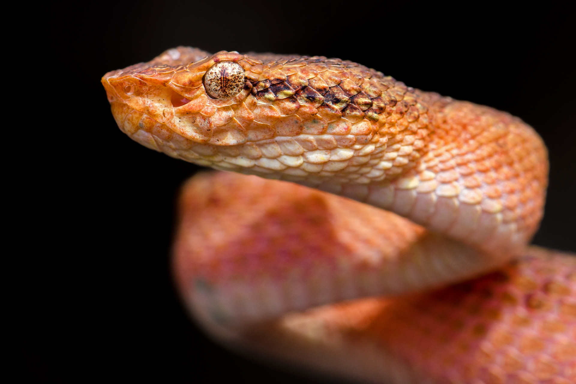Malabar Pit Viper Craspedocephalus malabaricus