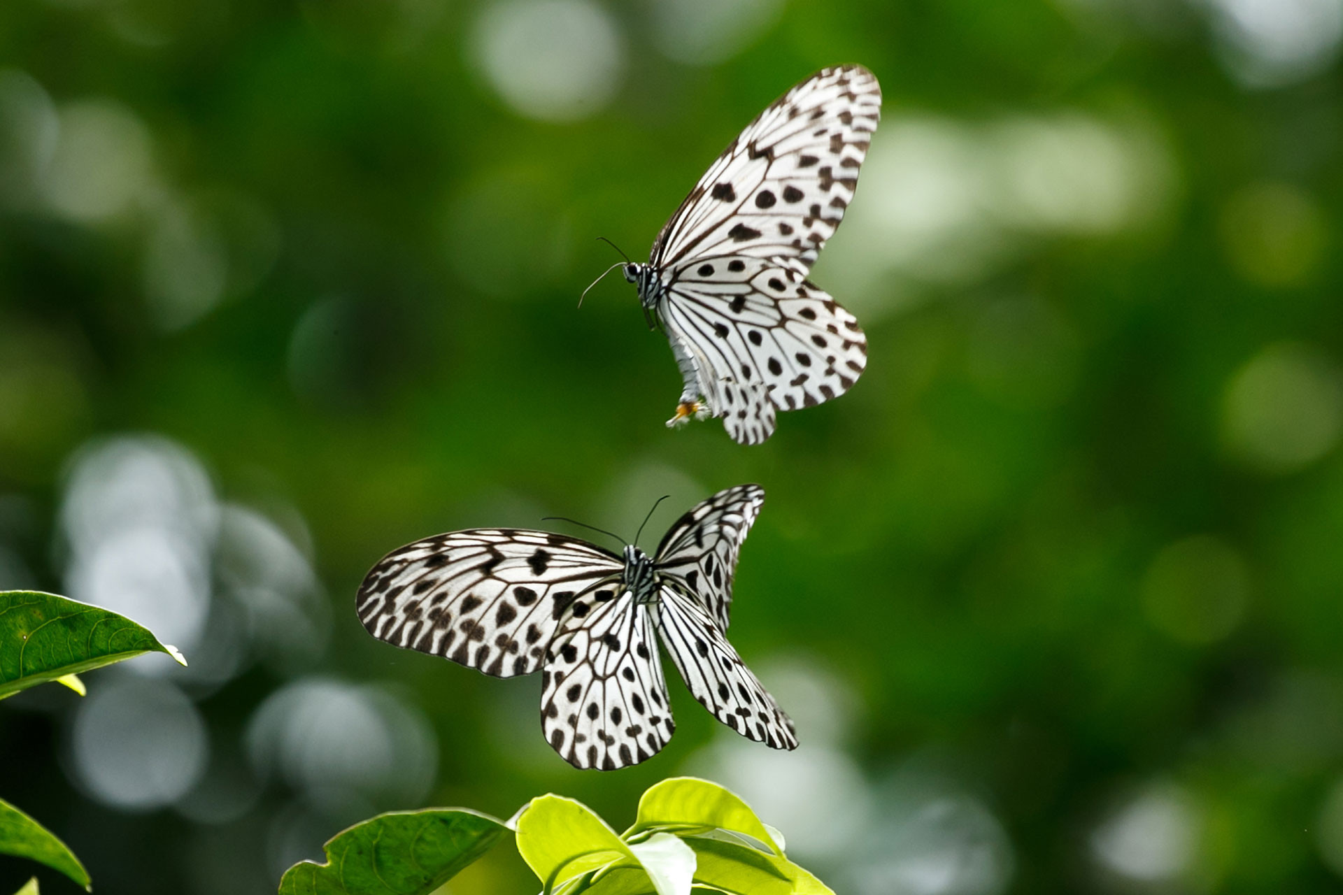 Malabar Tree Nymph (Idea malabarica) | Nature inFocus