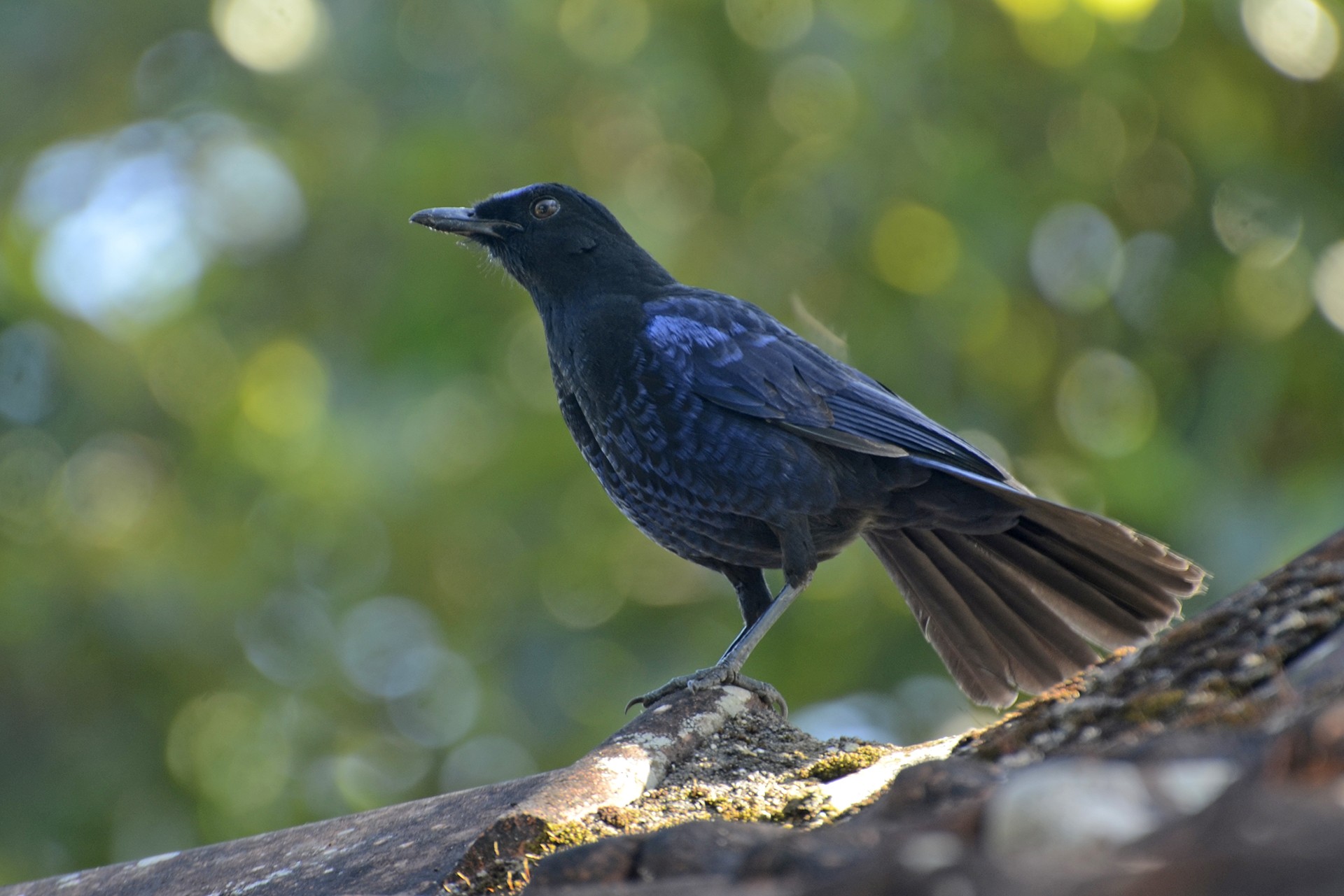 Malabar whistling thrush or the whistling schoolboy