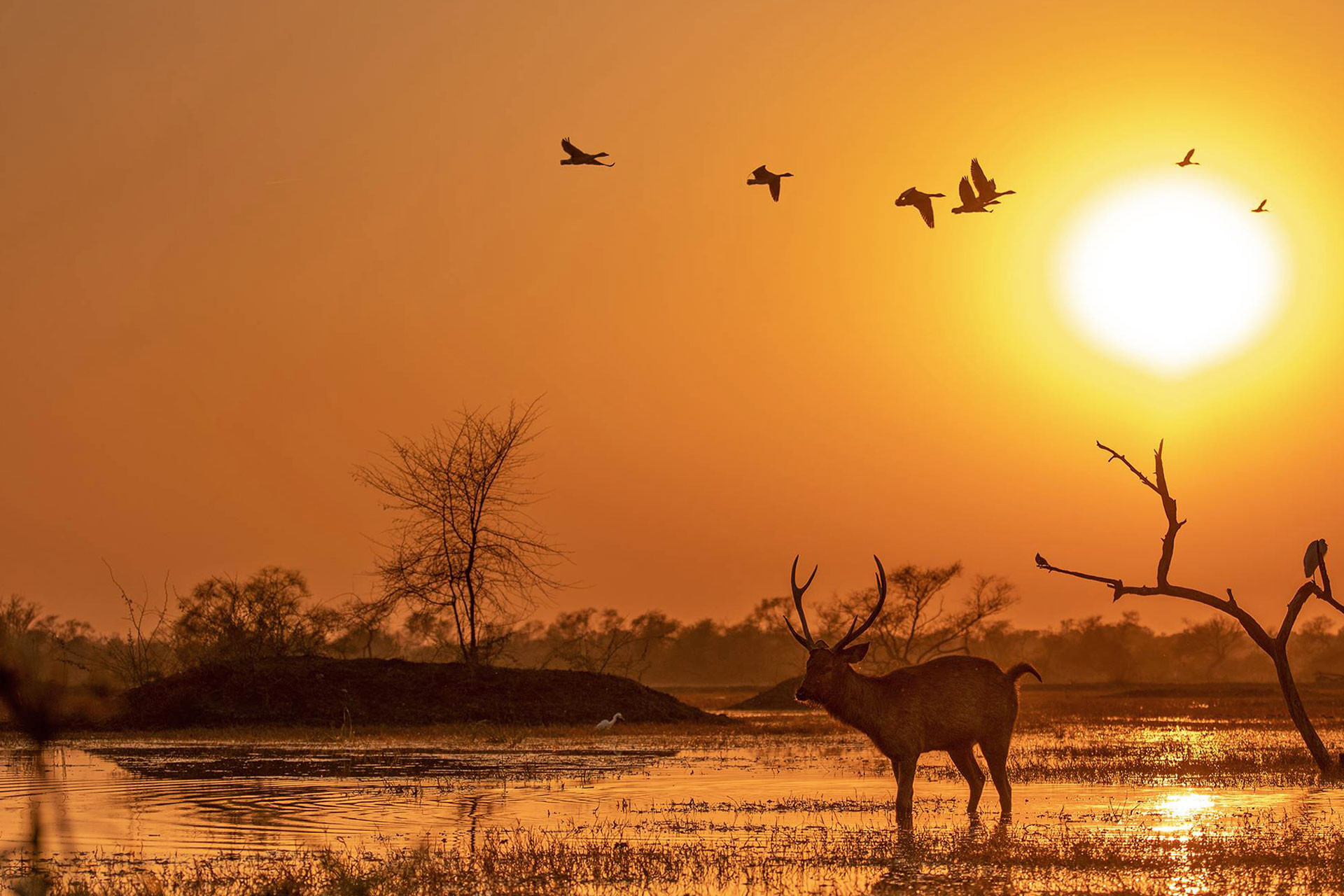 Sambar Deer seen in Bharatpur Bird Sanctuary