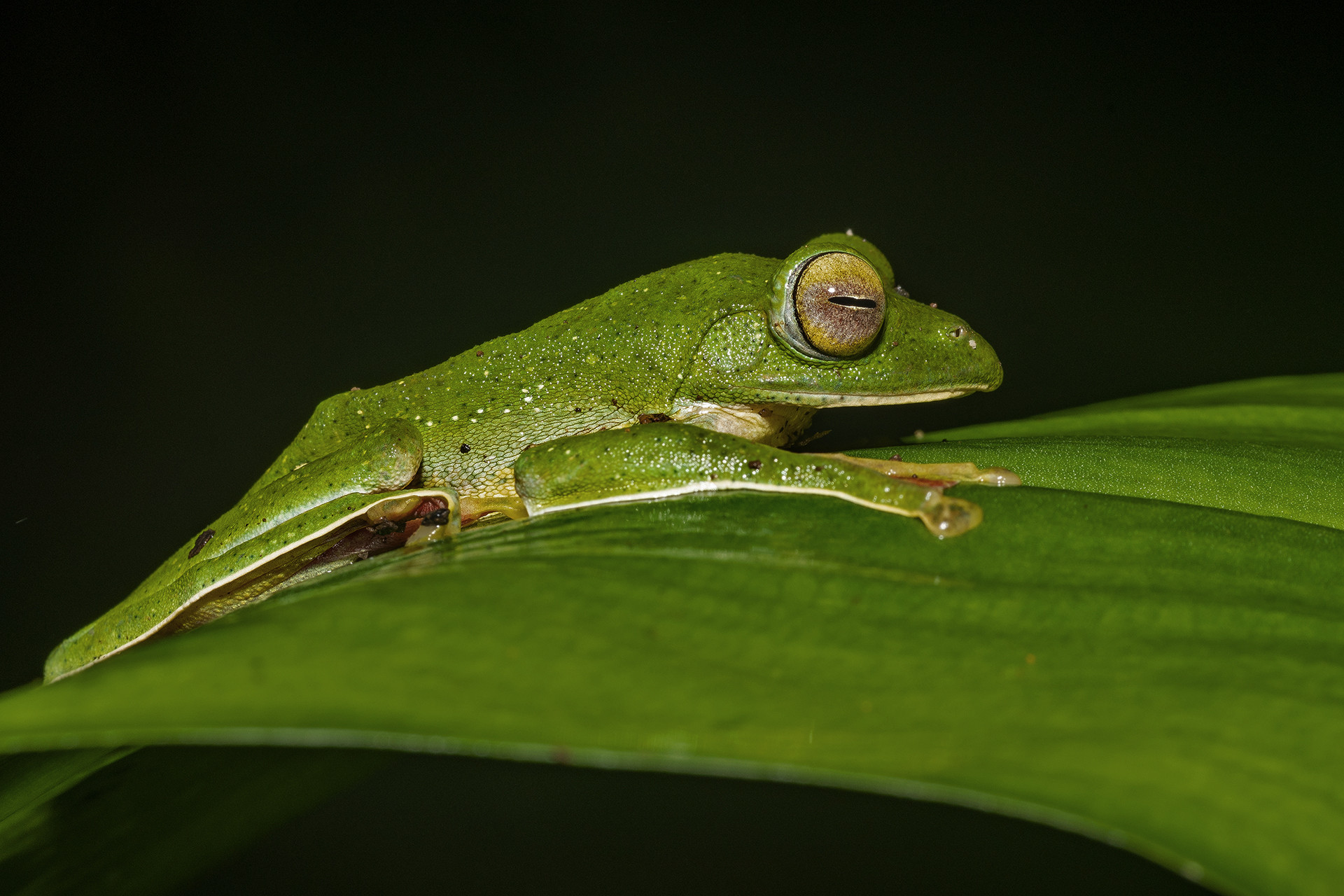Malabar Gliding Frog Rhacophorus malabaricus