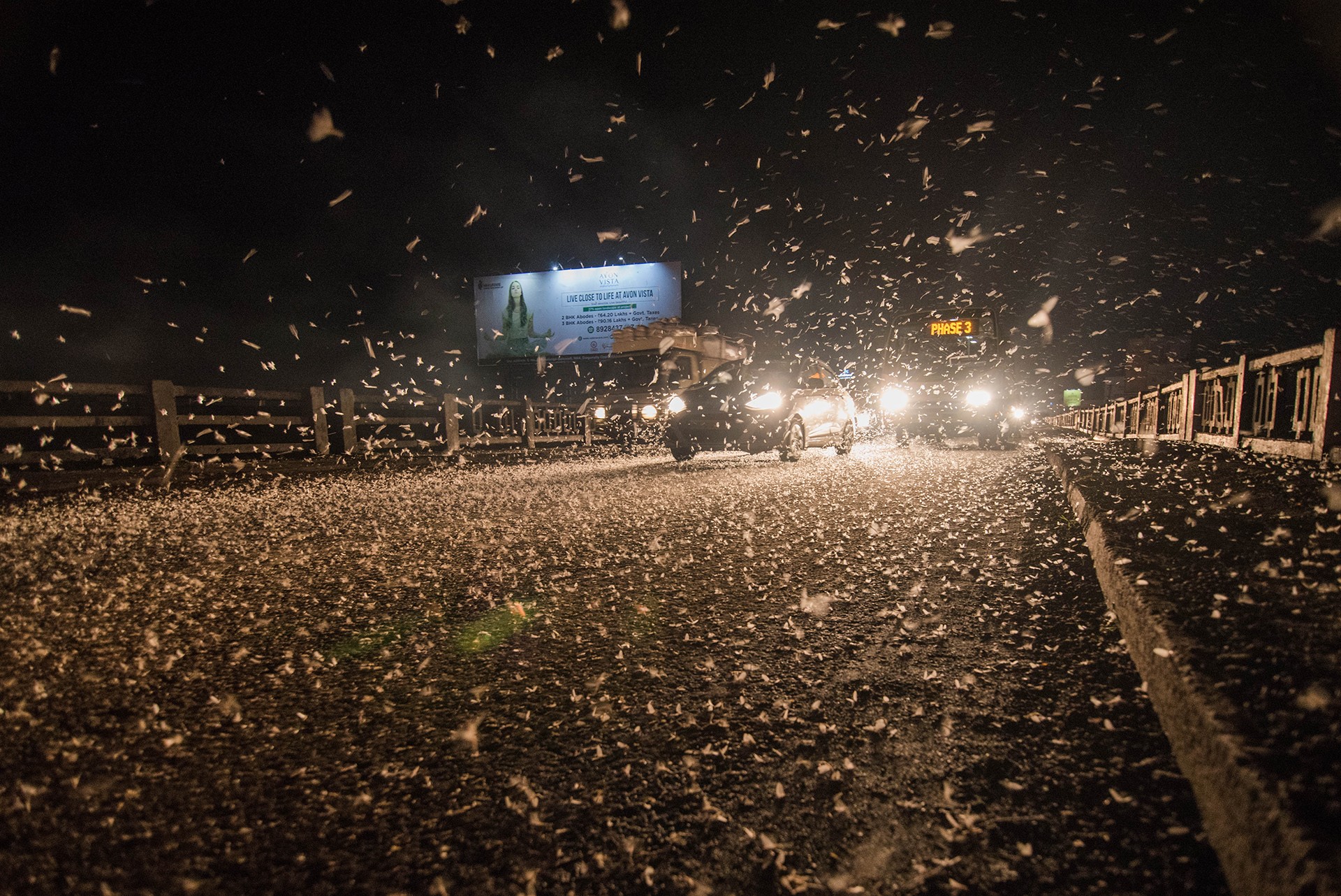 Mandar ghumare - Animal Collective | Nature inFocus