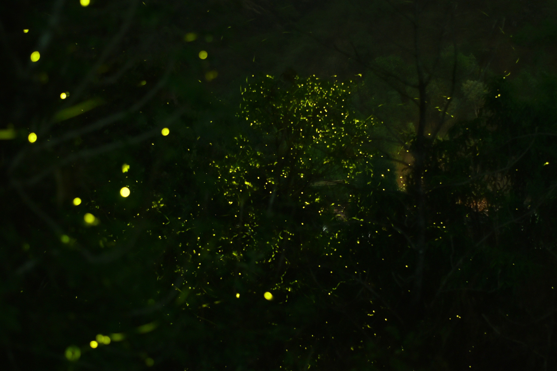      Mandar Ghumare                  | Nature Infocus