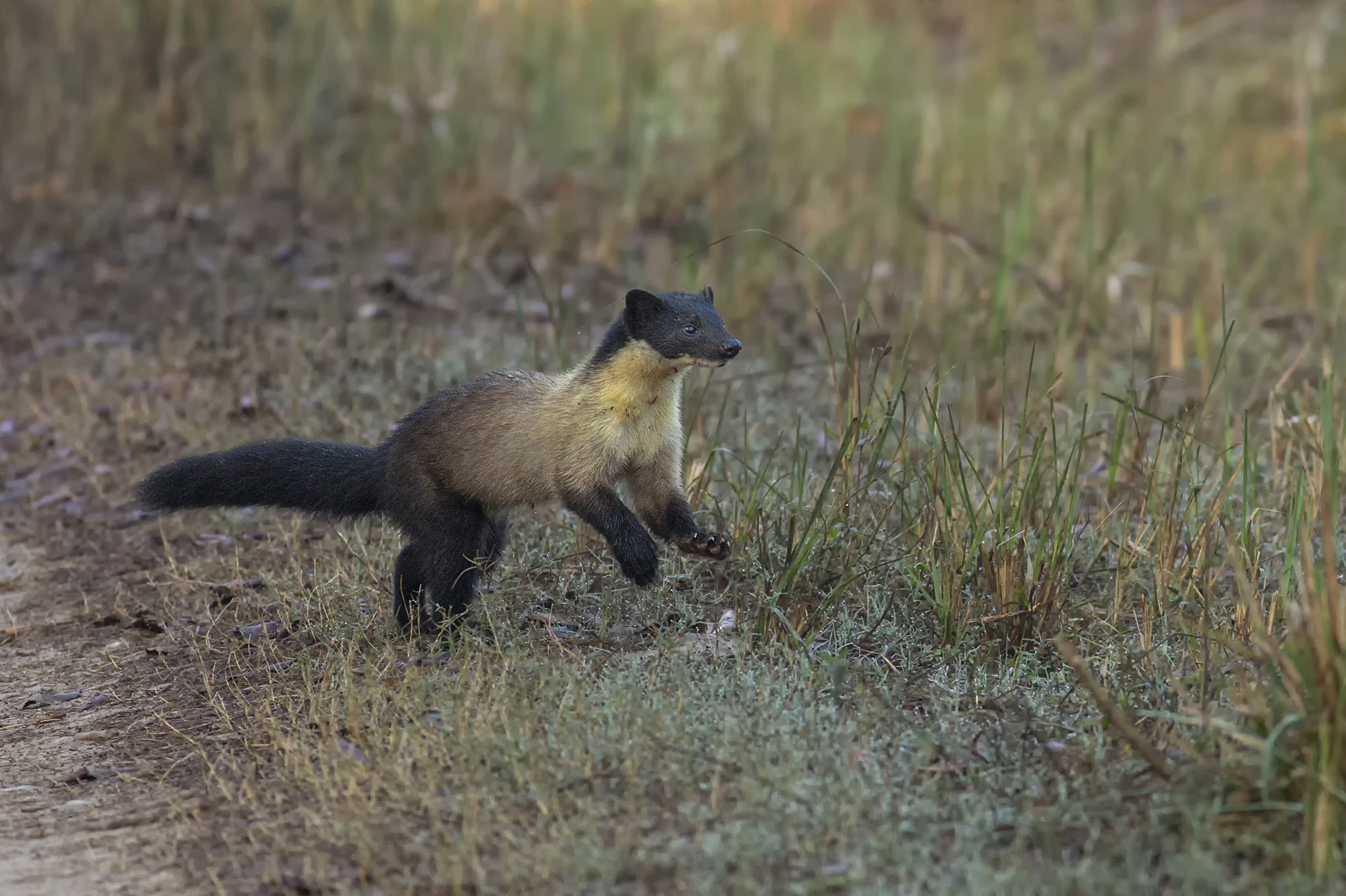 Yellow-throated Marten in Corbett National Park
