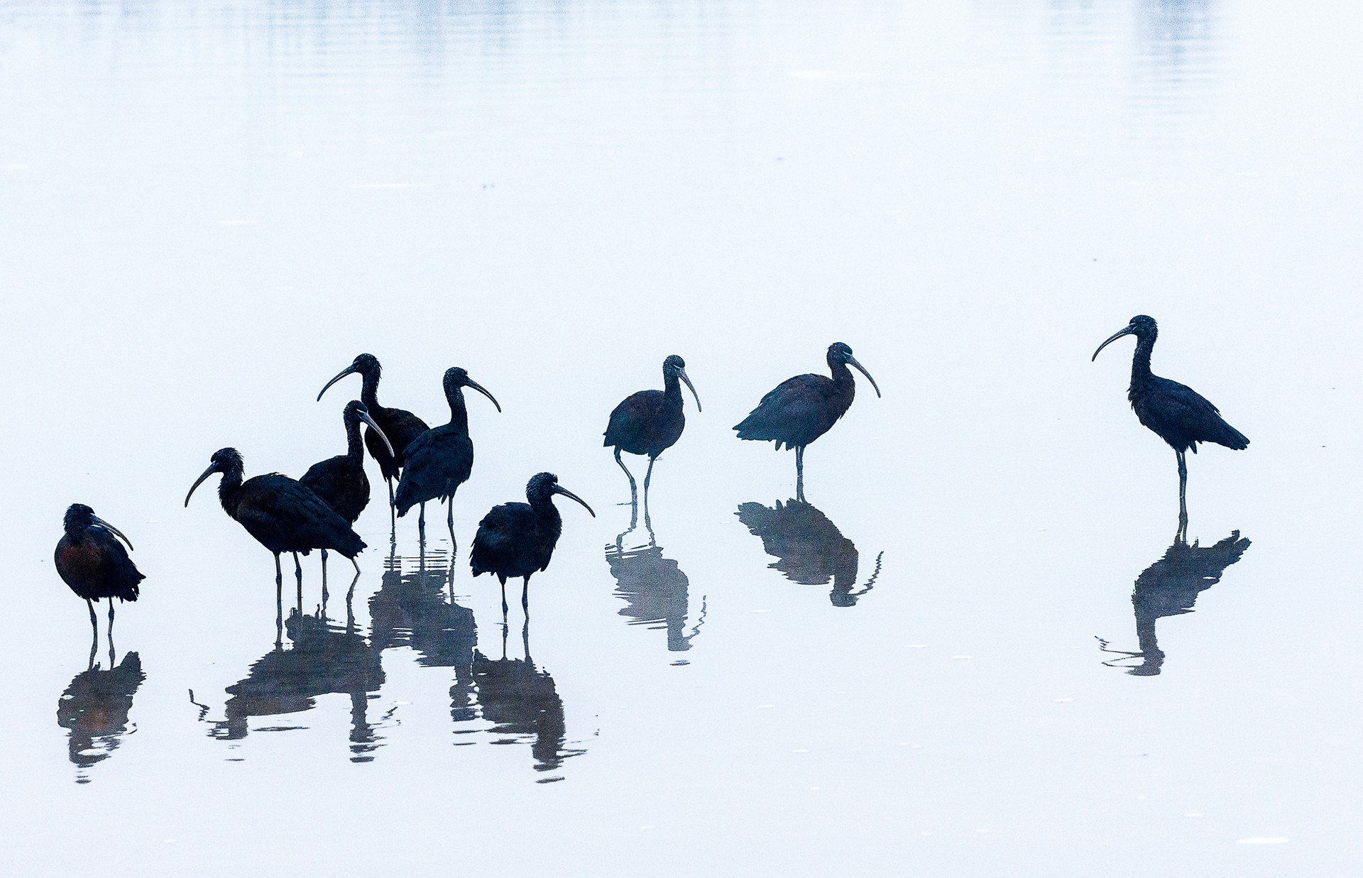 Manickam eswaramoorthy - Animal Collective | Nature inFocus