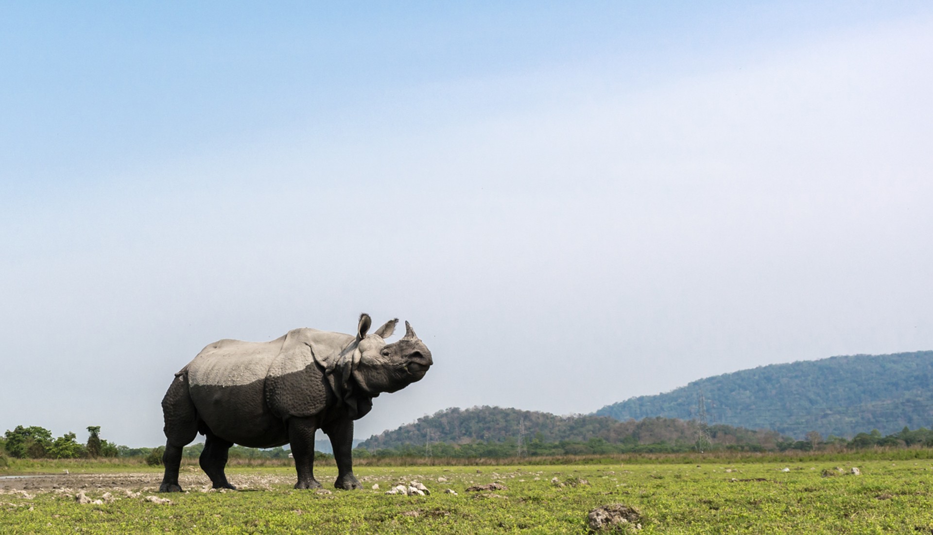 Manish manick - In Danger | Nature inFocus