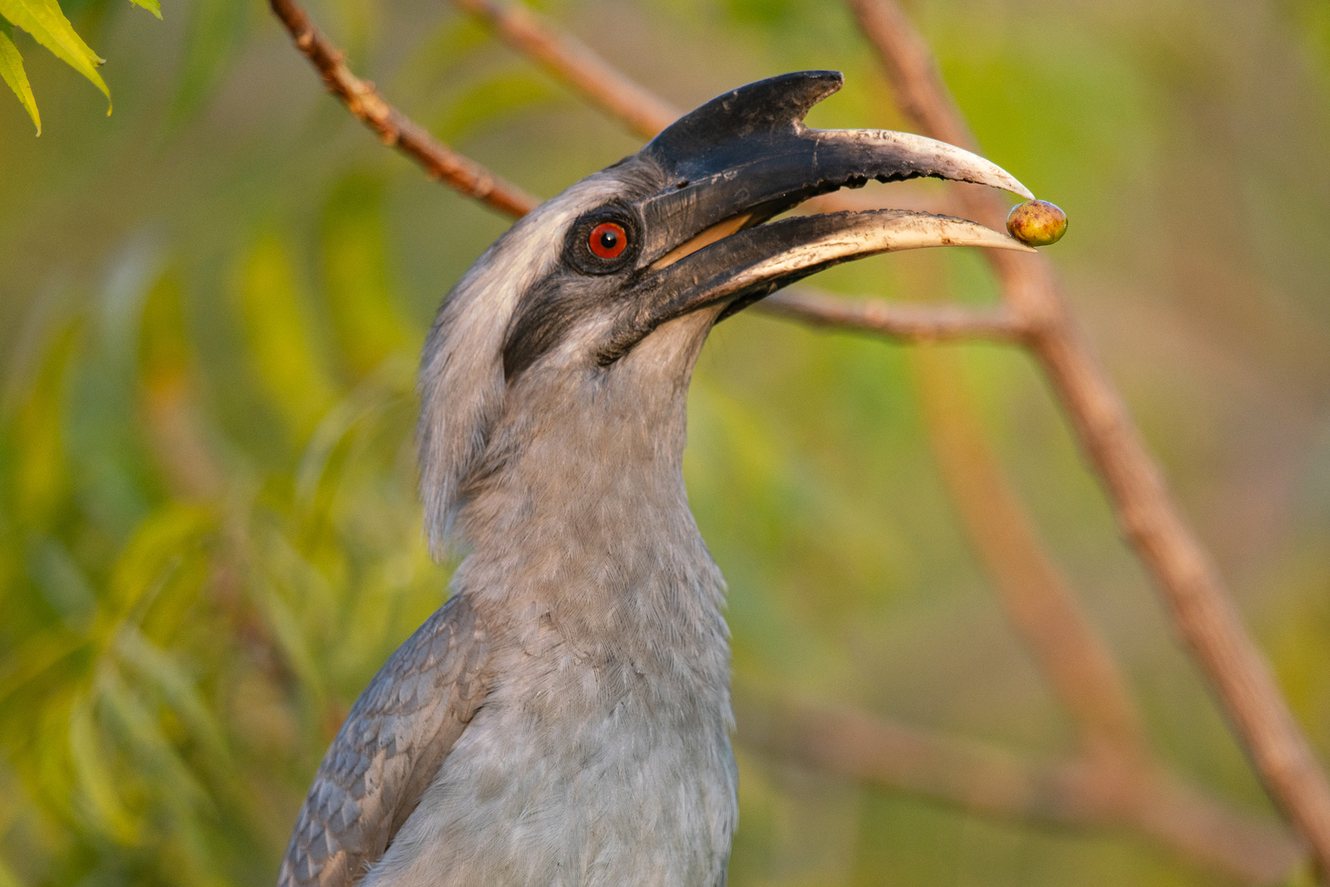 Indian Gray Hornbill eating fruit in Ahmedabad Gujarat