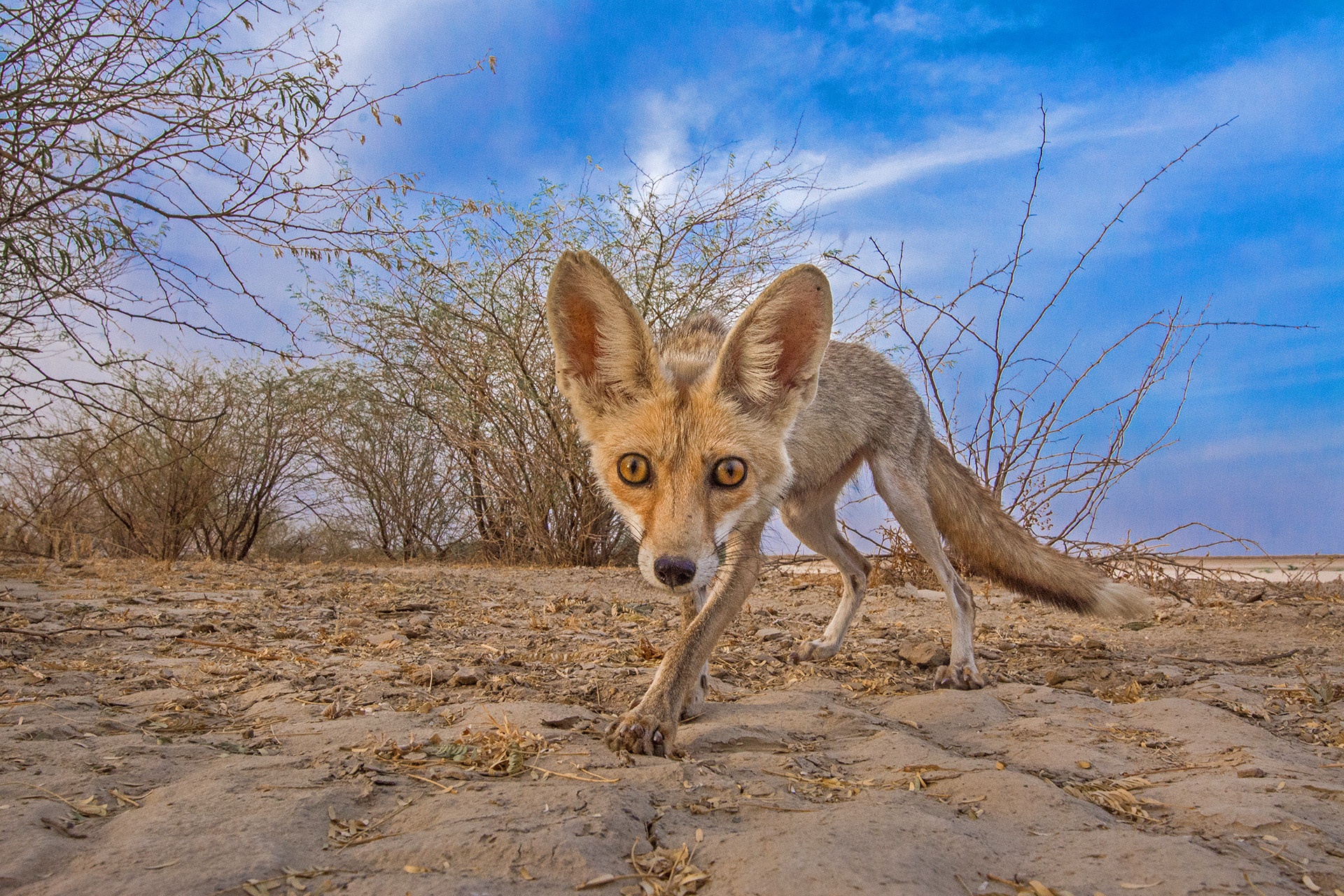Desert Fox Vulpes vulpes pusilla