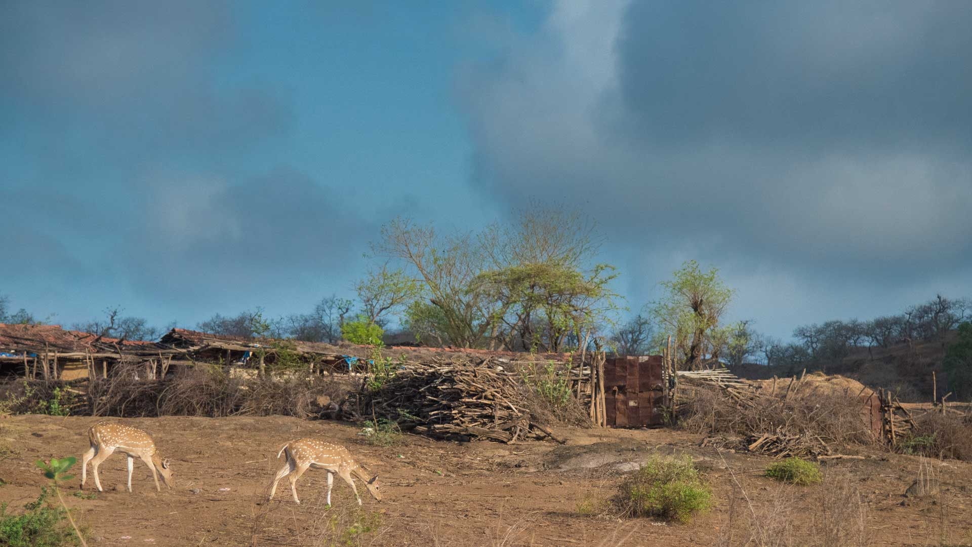 Chital pictured near a village settlement in Gir | Nature inFocus