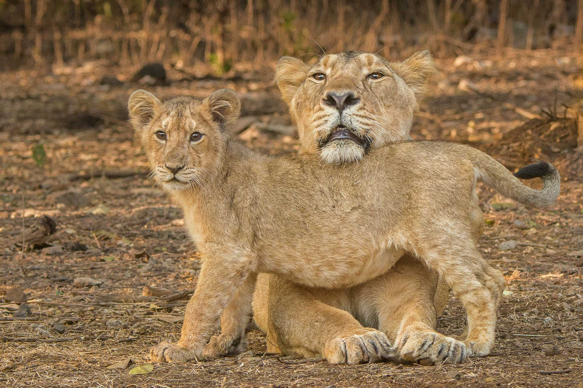 Mother lioness and cub at Gir | Nature inFocus