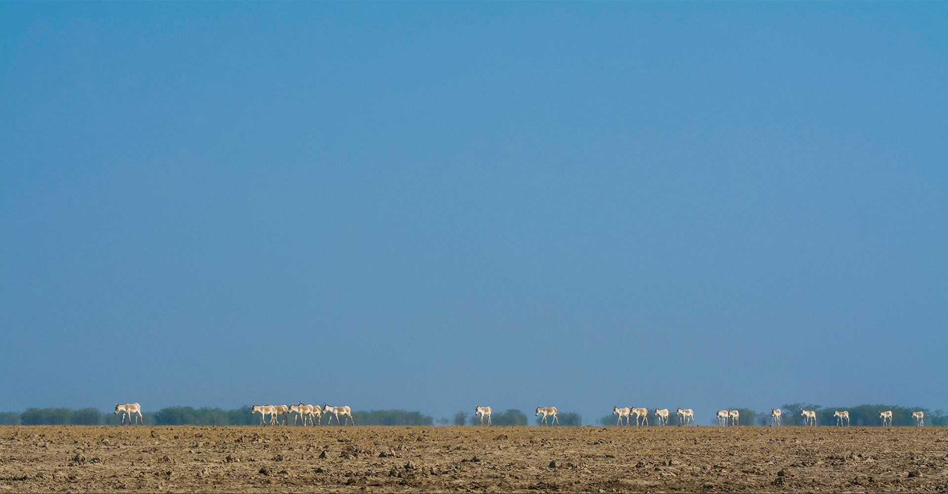 Manish vaidya - Animal Collective | Nature inFocus