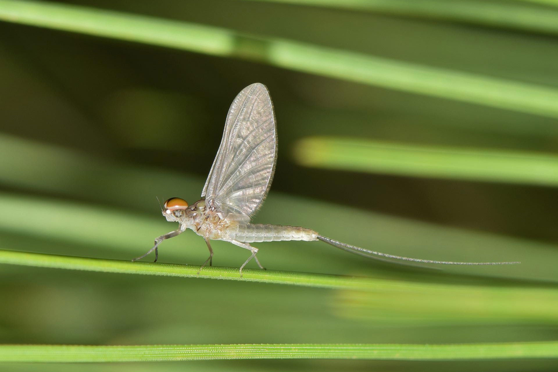 mayfly close-up portrait