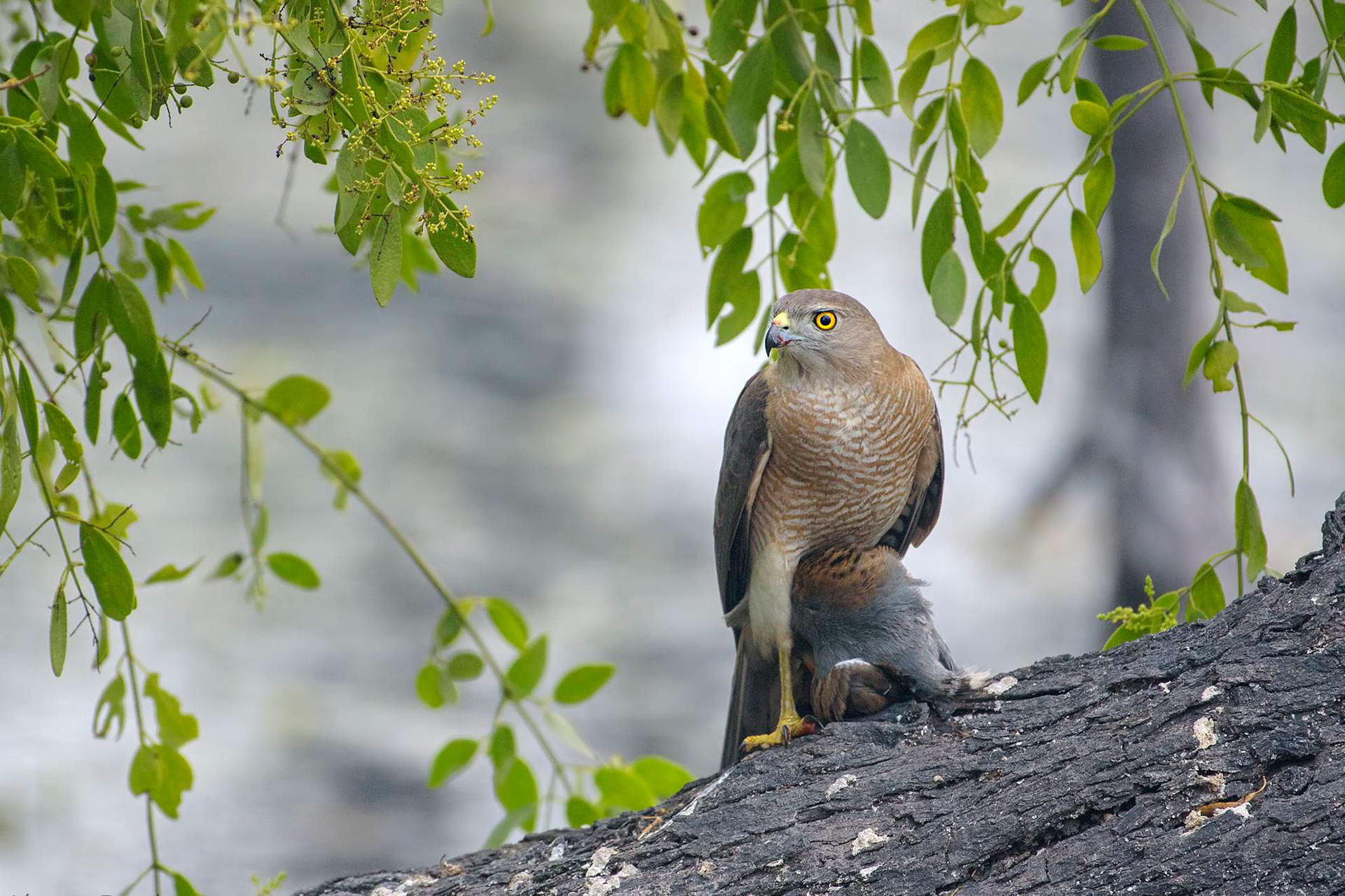 Shikra raptor with a bird kill