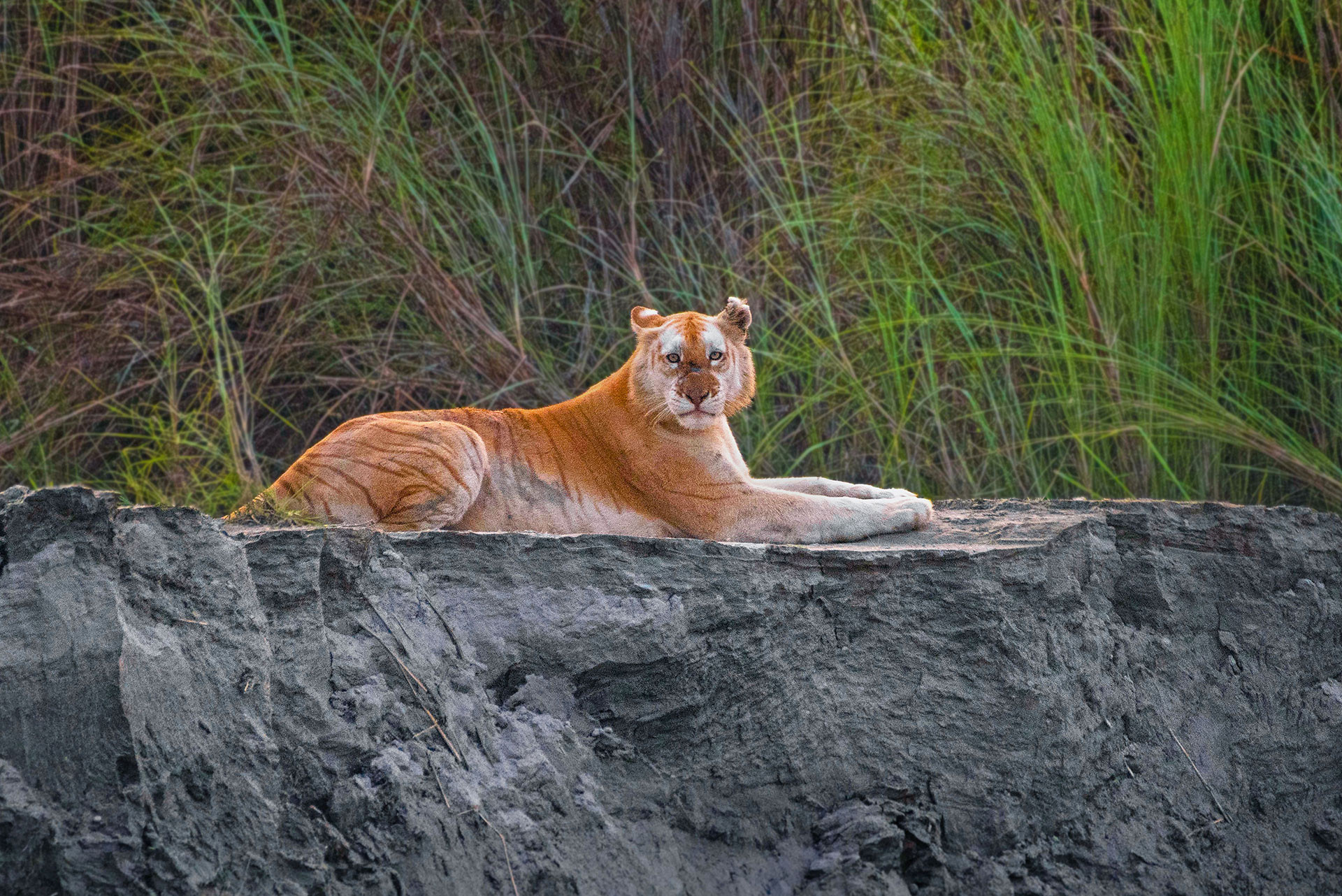 Golden Tiger or Golden Tabby Tiger from Kaziranga National Park