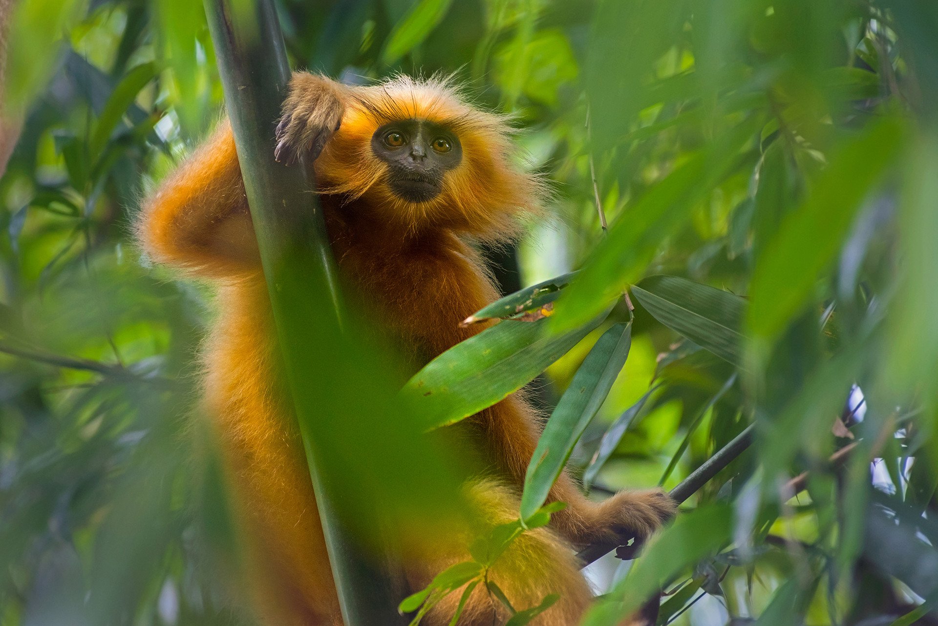 Mayuresh hendre - Seven Of India's Primate Species Are In Danger | Nature inFocus